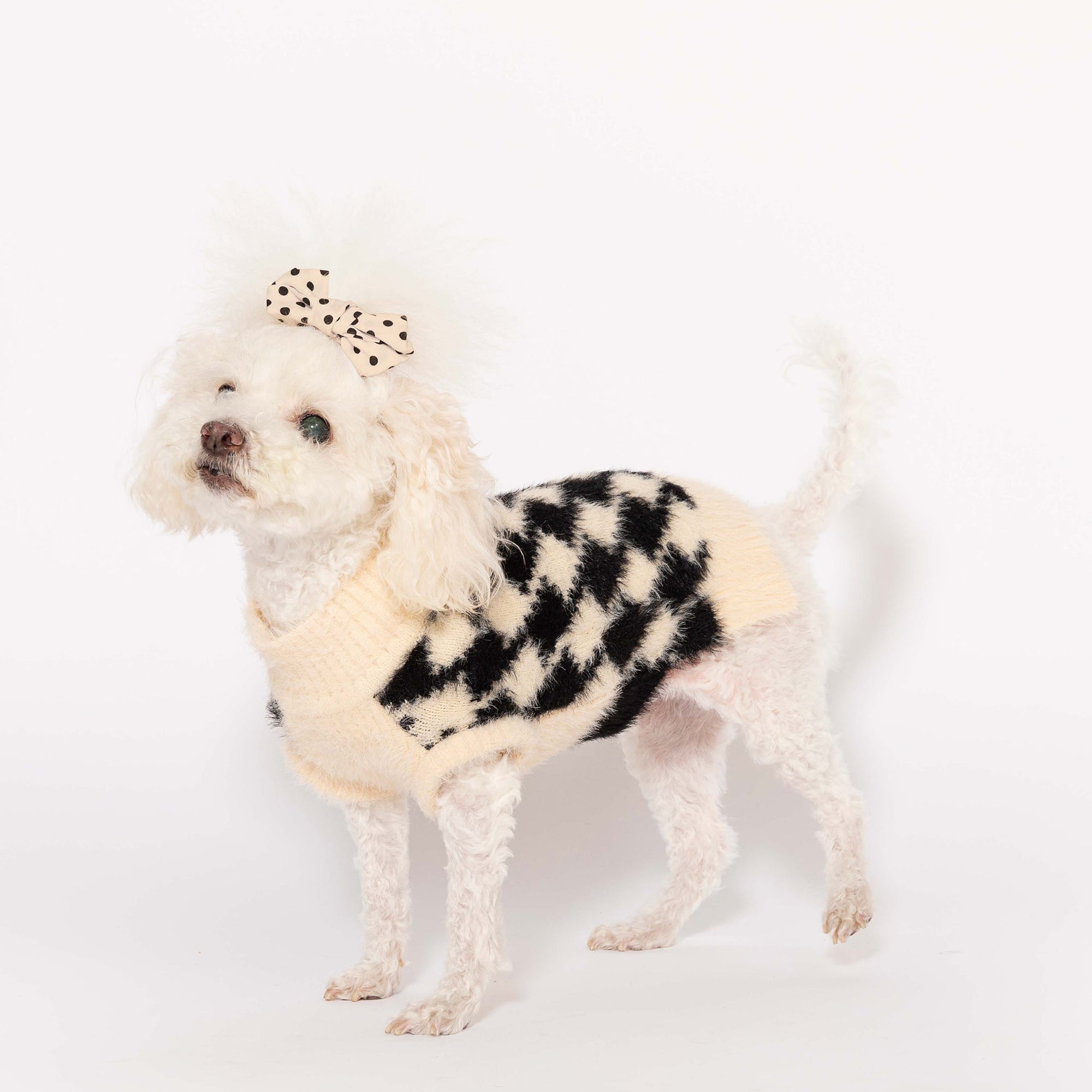 Fluffy white poodle in a stylish beige and black houndstooth sweater, adorned with a cute polka dot bow, against a white background.