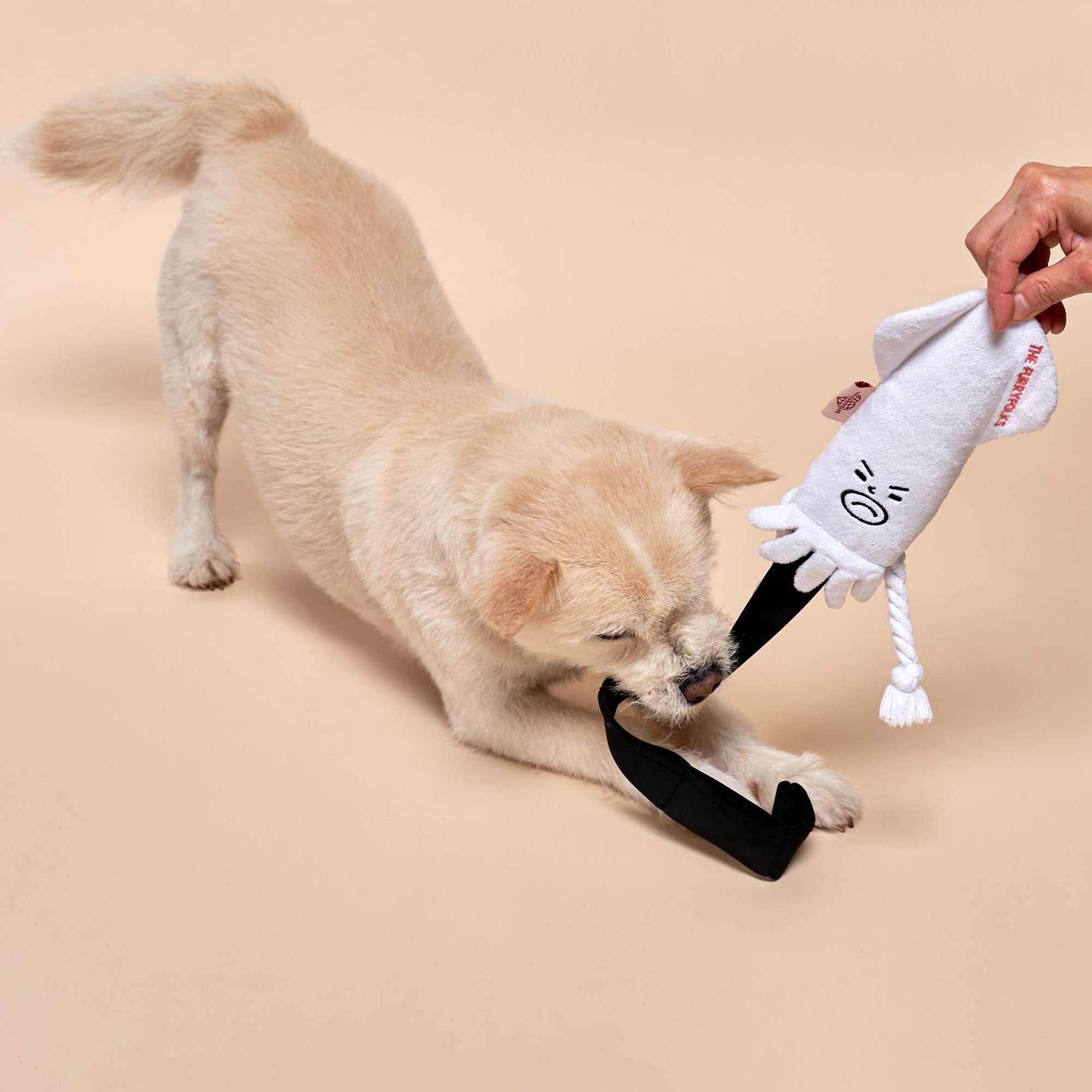 Engaged light-furred dog biting a white squid toy, playing tug-of-war.