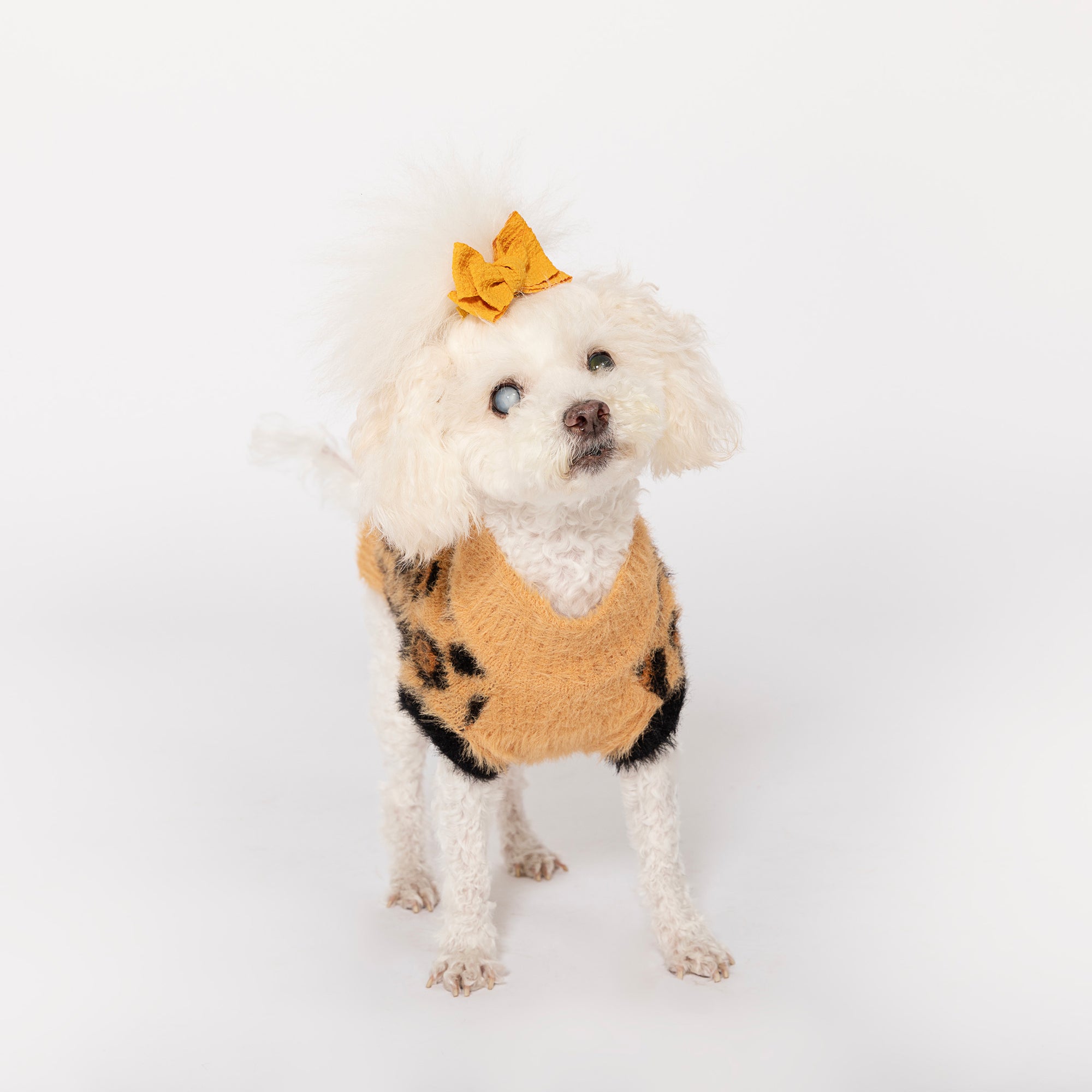 White poodle with a playful yellow bow on its head, wearing a tan and black leopard print sweater, looking curiously upwards, against a white background.