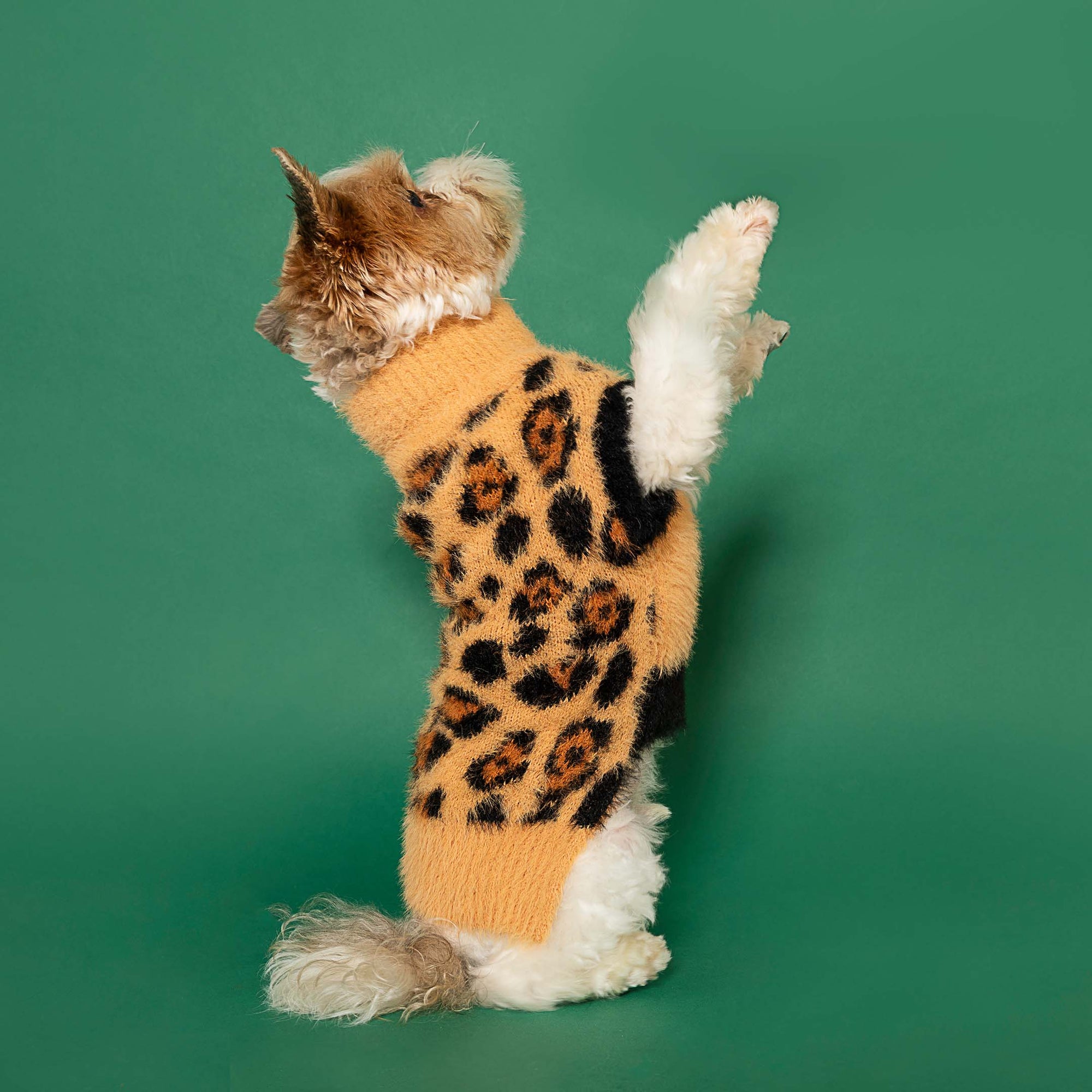 Small dog standing on hind legs, clad in a tan sweater with leopard print, against a vibrant green background, showcasing a playful stance.