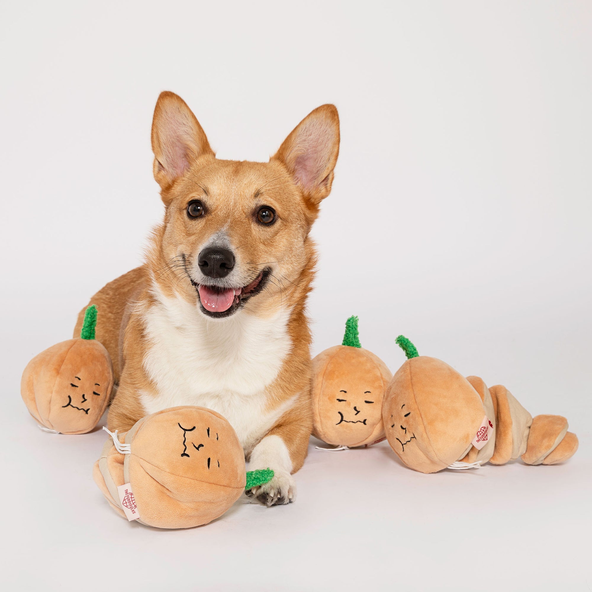 Happy corgi with a bright smile, lying among several yellow onion-shaped nosework toys, perfect for engaging and fun dog training.