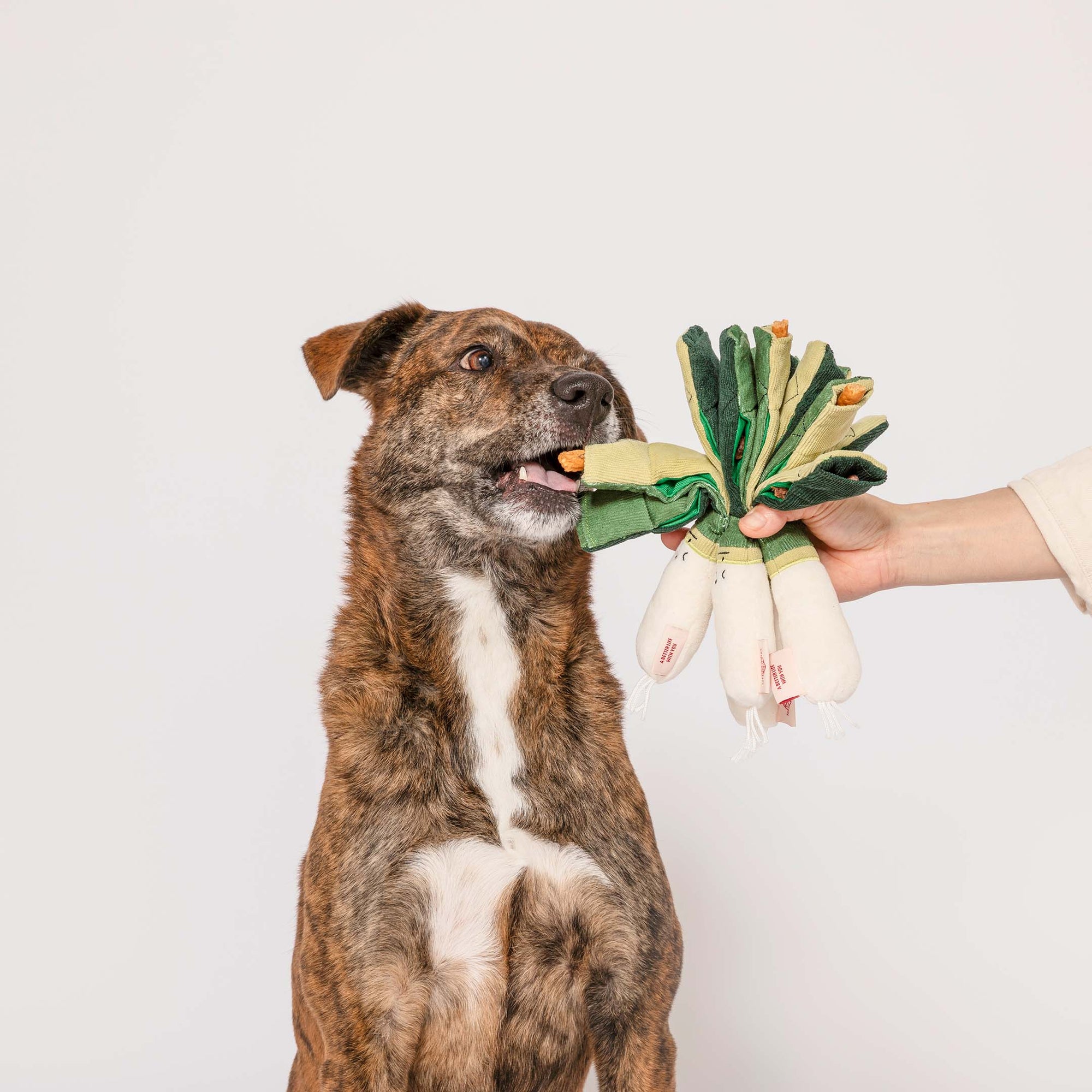 a brindle dog with a focused gaze, standing on its hind legs and gently biting a green onion-shaped dog toy that a human hand is holding. The toy has several layers to mimic the look of a green onion and the dog's interaction with it suggests a playful and engaging training or play session.