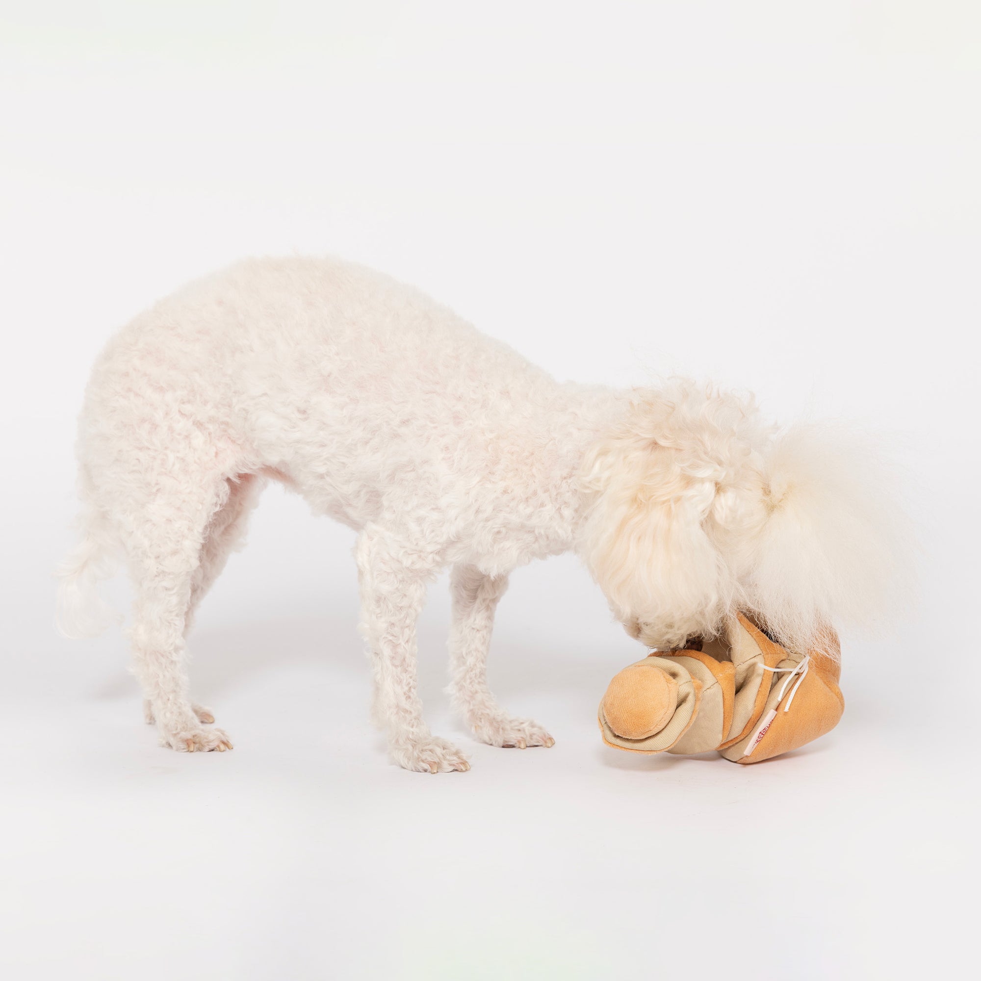 Engaged white dog with a fluffy coat exploring compartments of a yellow onion-shaped nosework toy, ideal for mental stimulation and play.