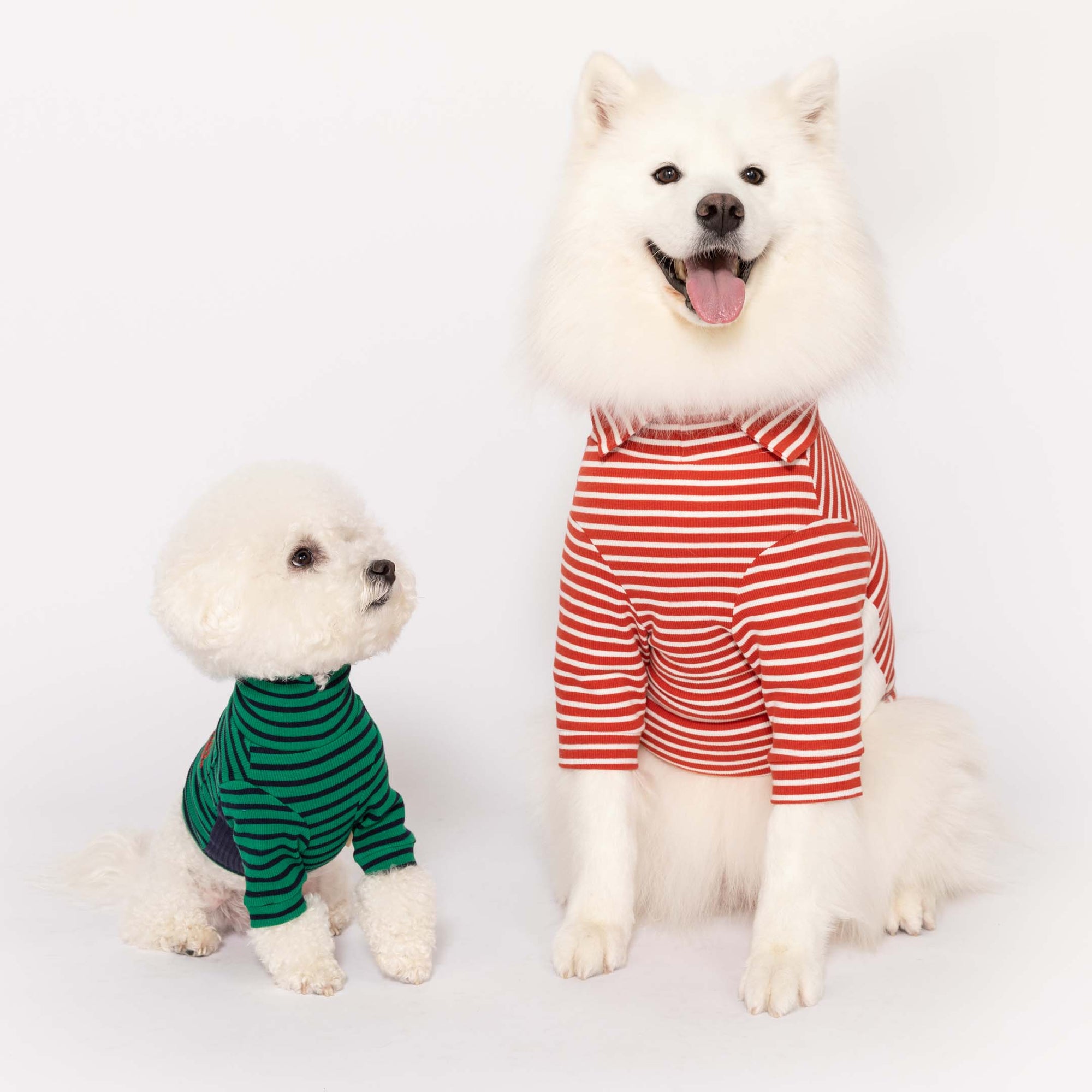  Happy Samoyed and Bichon Frise wearing trendy striped shirts in Rust & Ivory , posing together with joy.