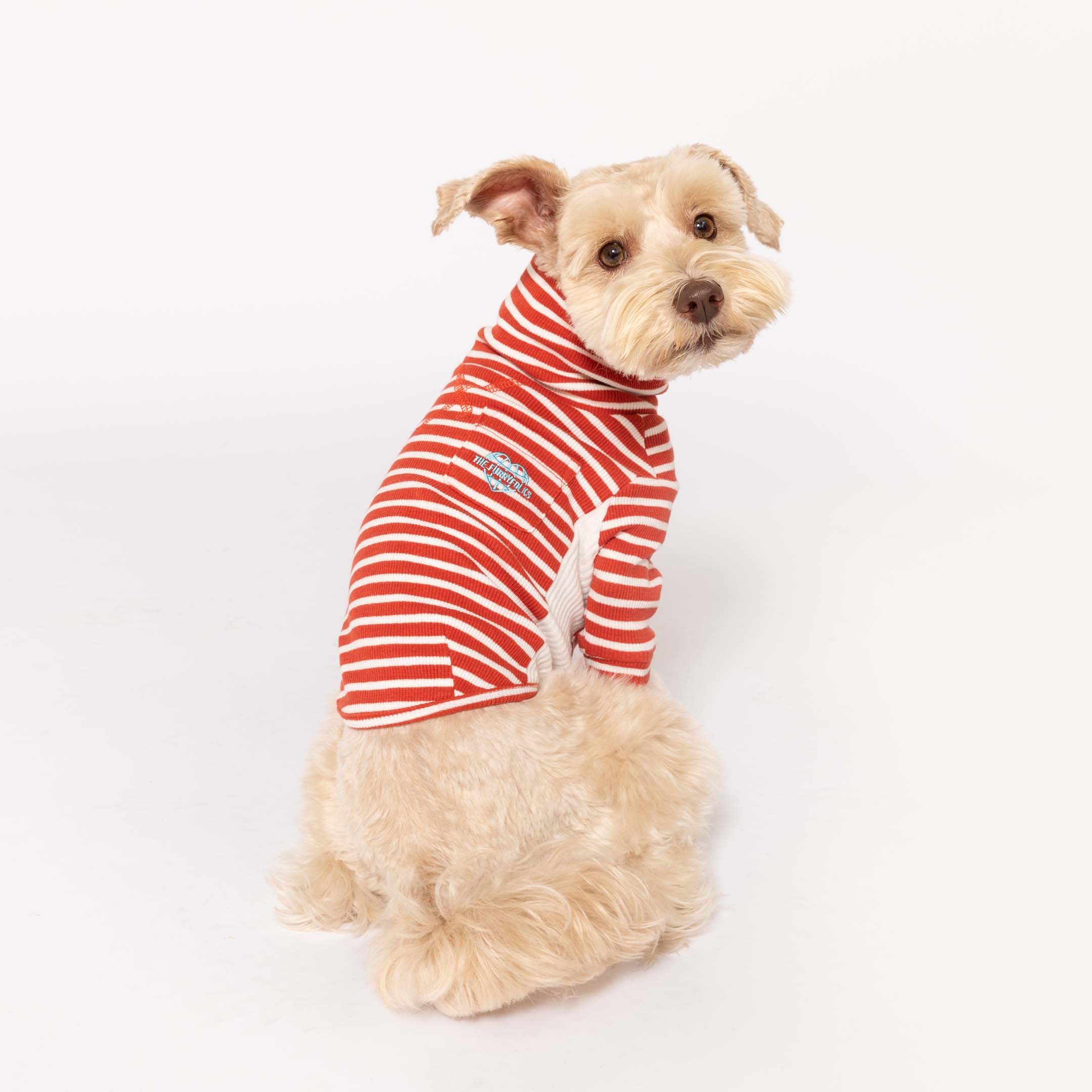 Happy Schnauzer in a Rust & Ivory  striped shirt, showcasing the perfect blend of style and comfort in pet fashion.