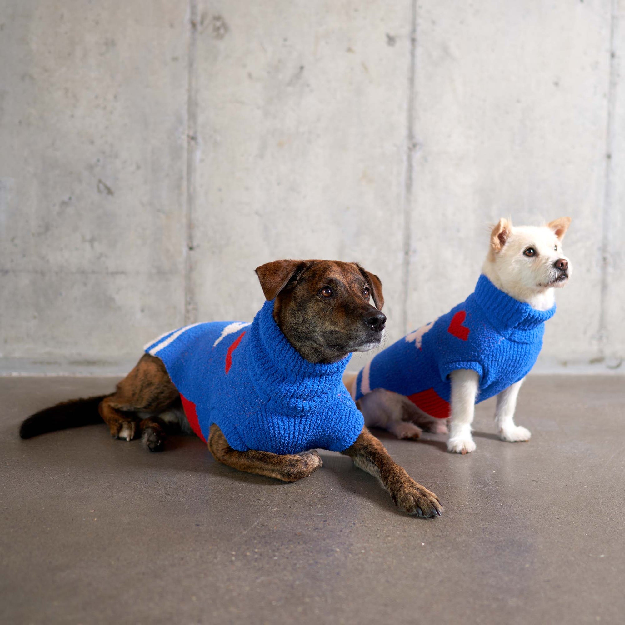 Two dogs in blue "The Furryfolks" sweaters with red hearts, lying down on a concrete floor.