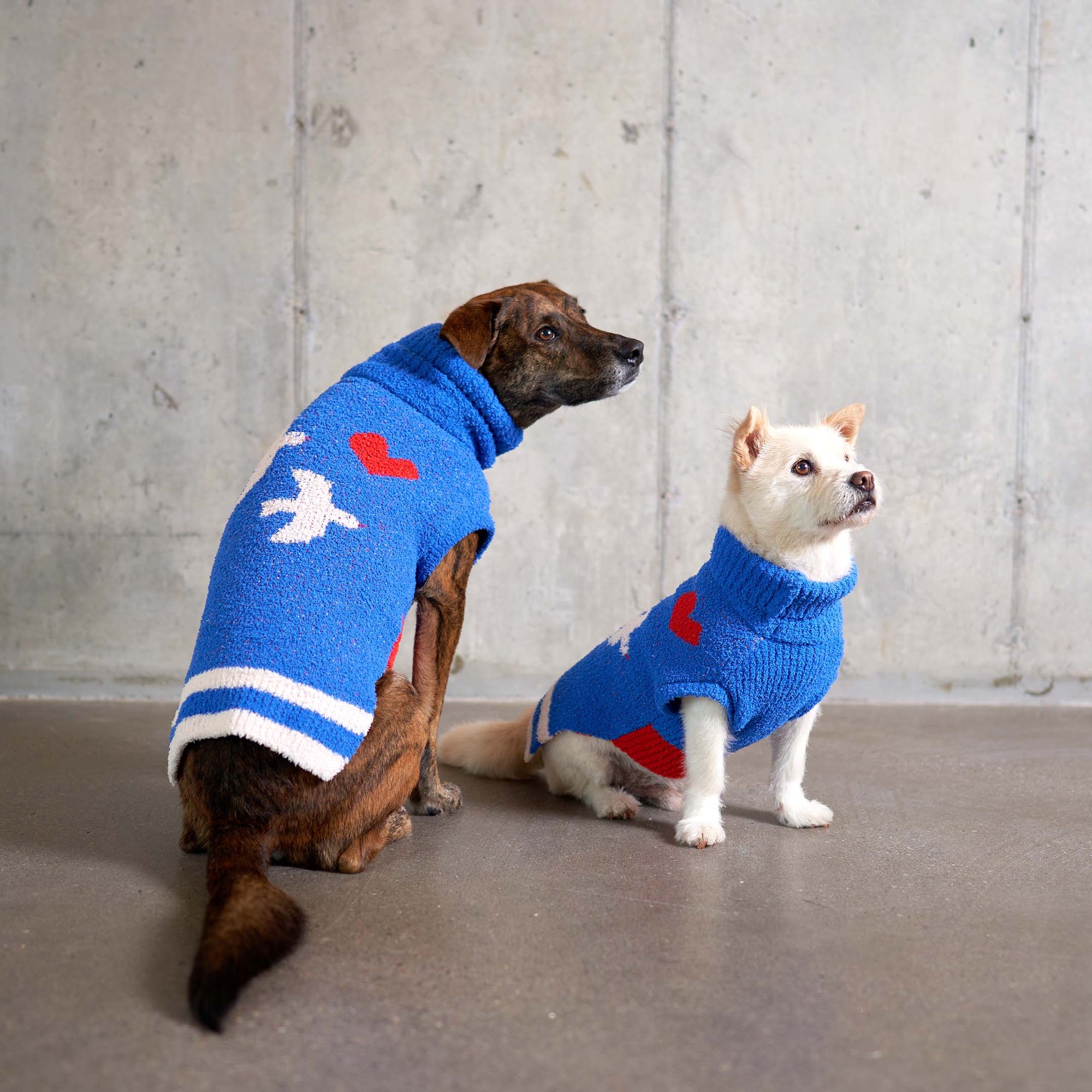  Two dogs, one brindle and one white, wearing matching blue "The Furryfolks" love bird sweaters, against a concrete backdrop.