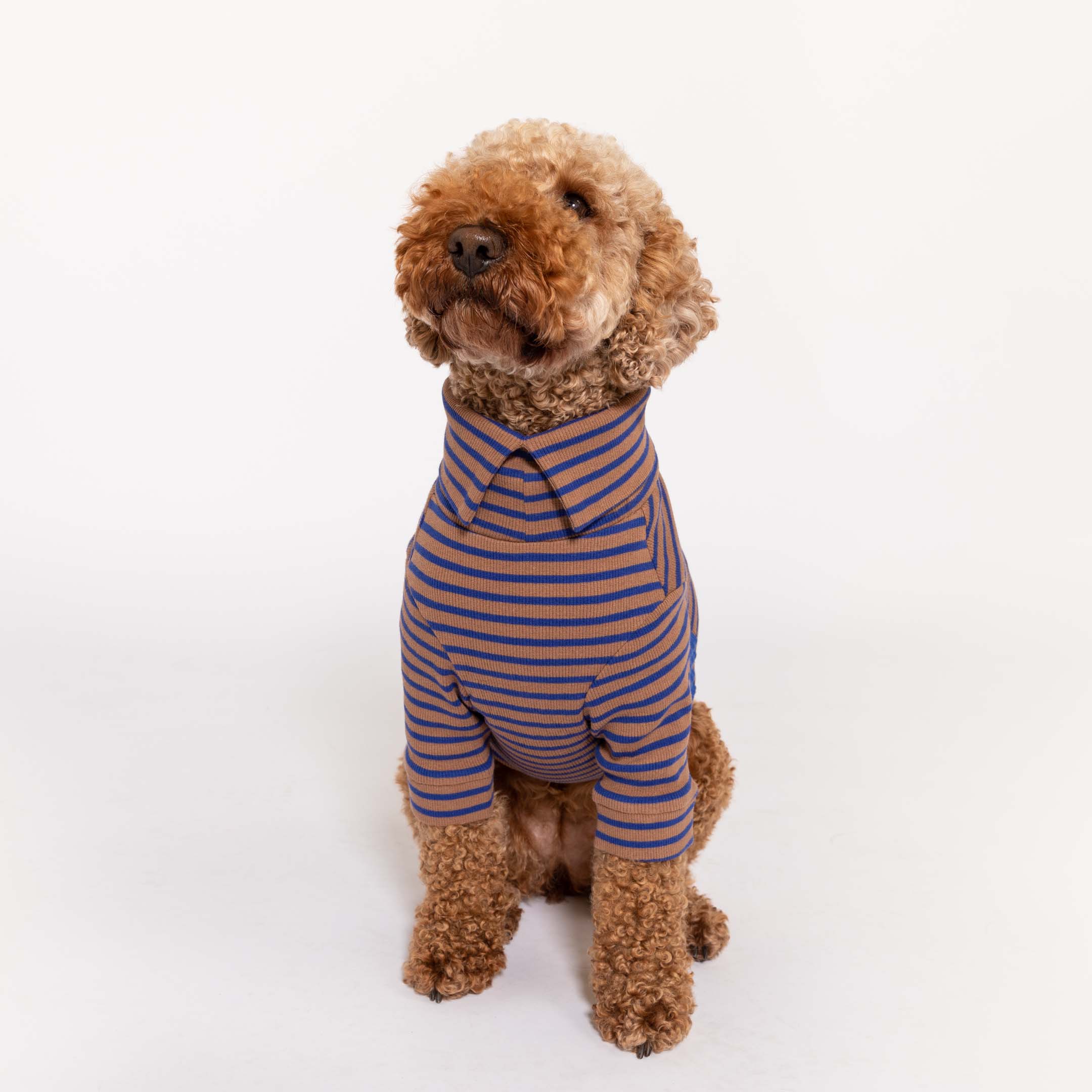 Curious Poodle in a cozy Cobalt and Brown striped turtleneck shirt, showcasing the latest in canine fashion trends.