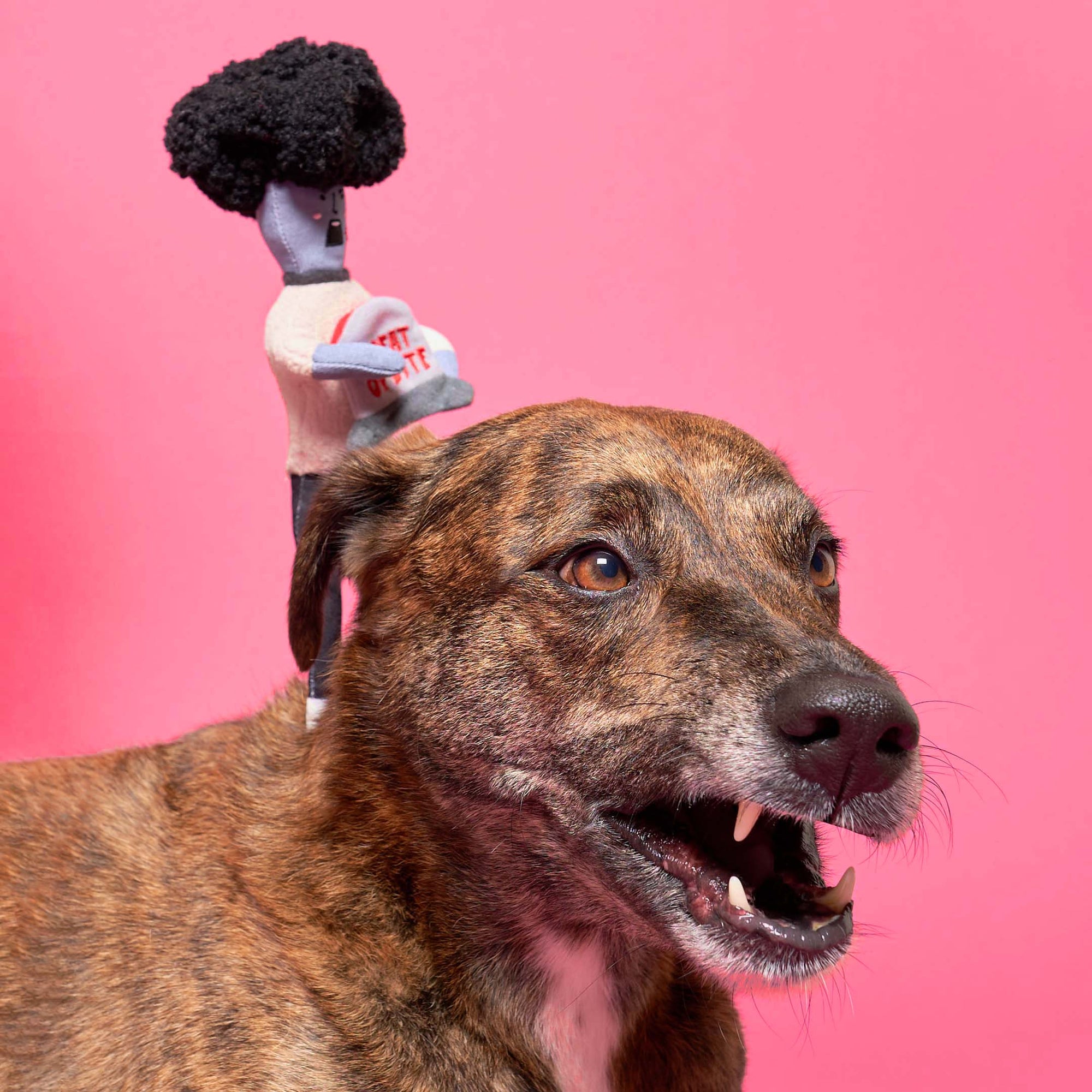 The photo captures a playful moment where a brindle dog appears to be happily interacting with a plush toy balanced on its head. The toy, designed with a zombie theme, includes a fluffy black hairdo and the phrase "TREAT OR BITE" across the torso. The bright pink background contrasts with the dog's coat and the toy's colors, emphasizing the lighthearted and humorous nature of the scene. The dog's open mouth and bright eyes suggest excitement and engagement with the toy.
