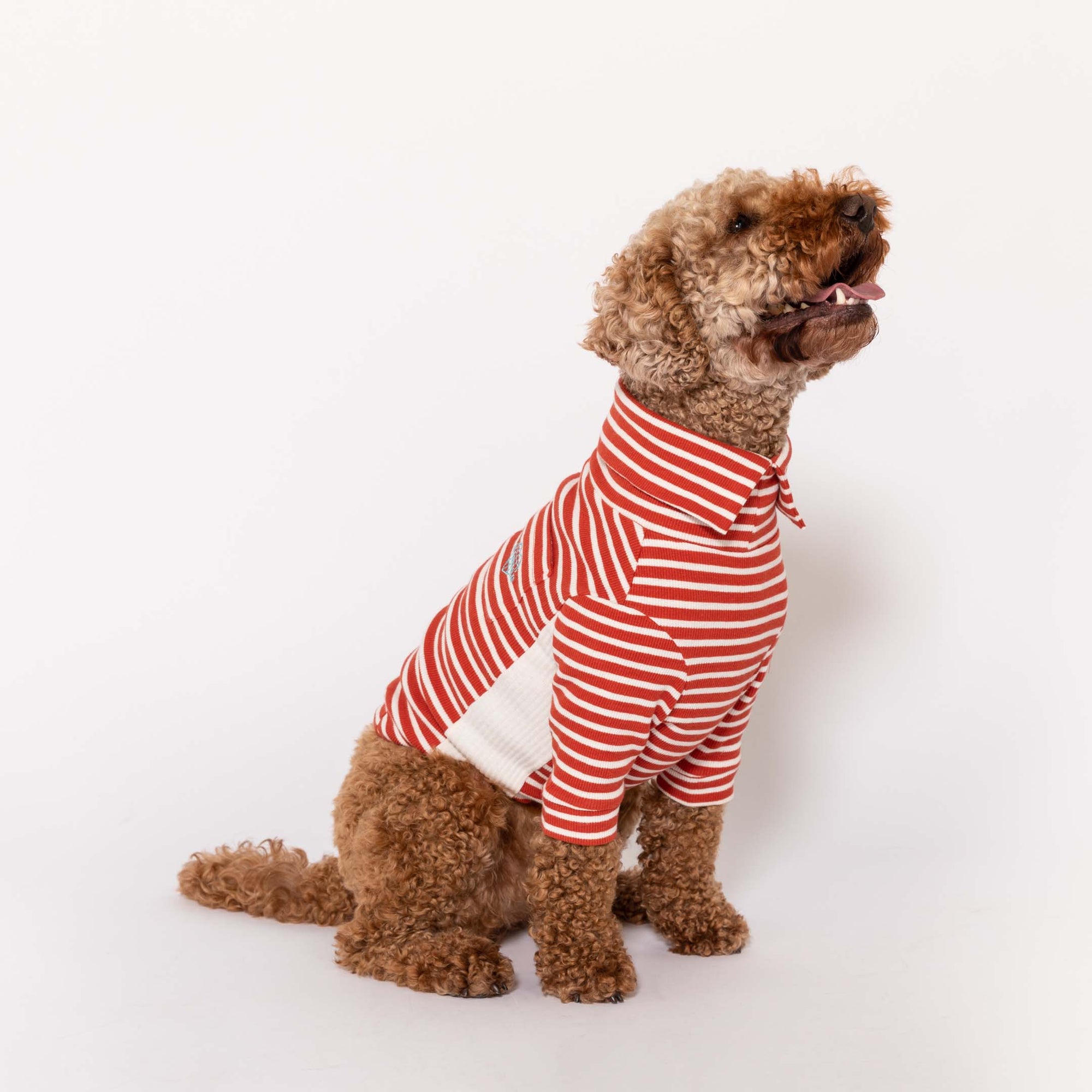 Happy Poodle in a Rust & Ivory  striped shirt with emblem, perfect for trendy dog appare
