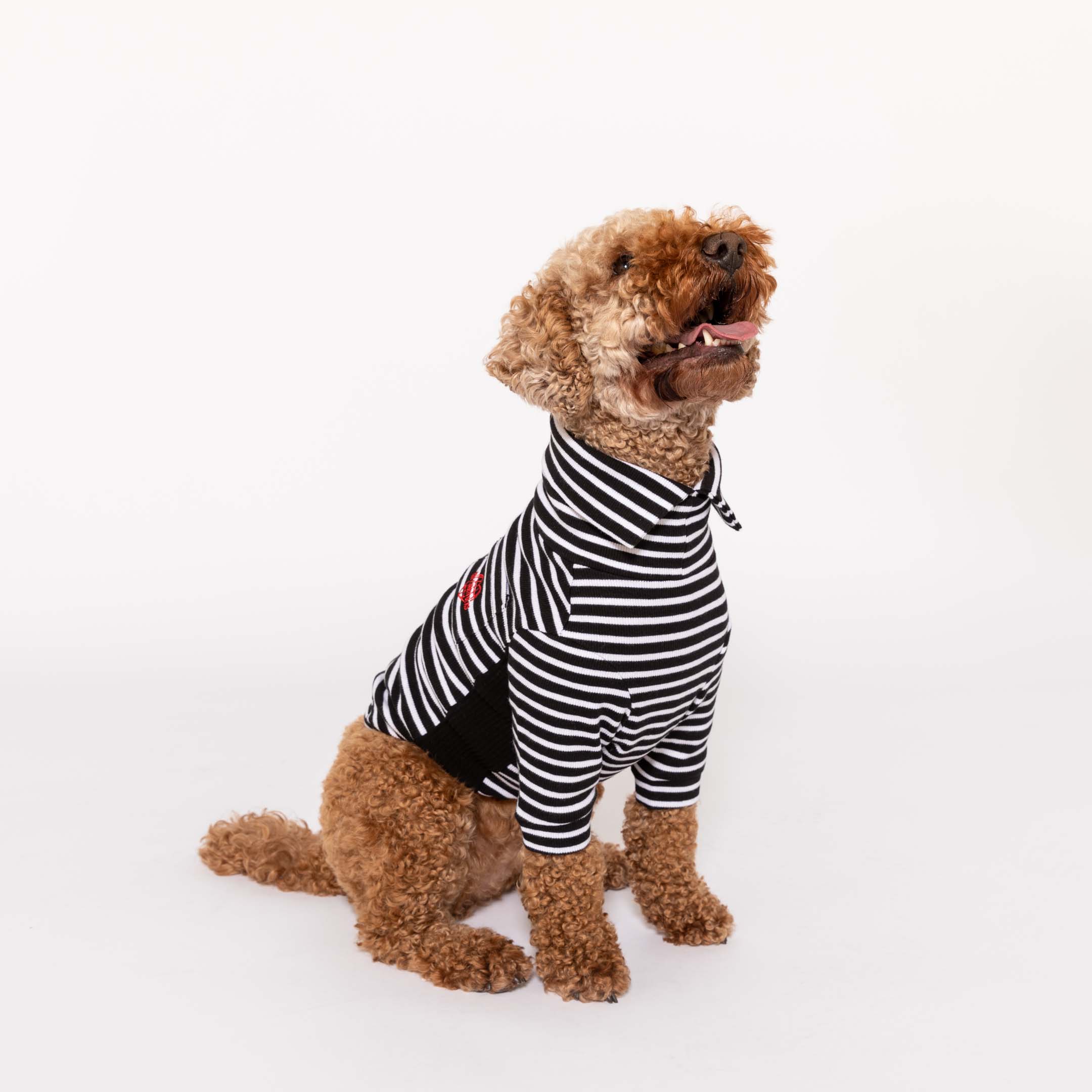 Happy Poodle in a black and white striped shirt with emblem, perfect for trendy dog apparel.