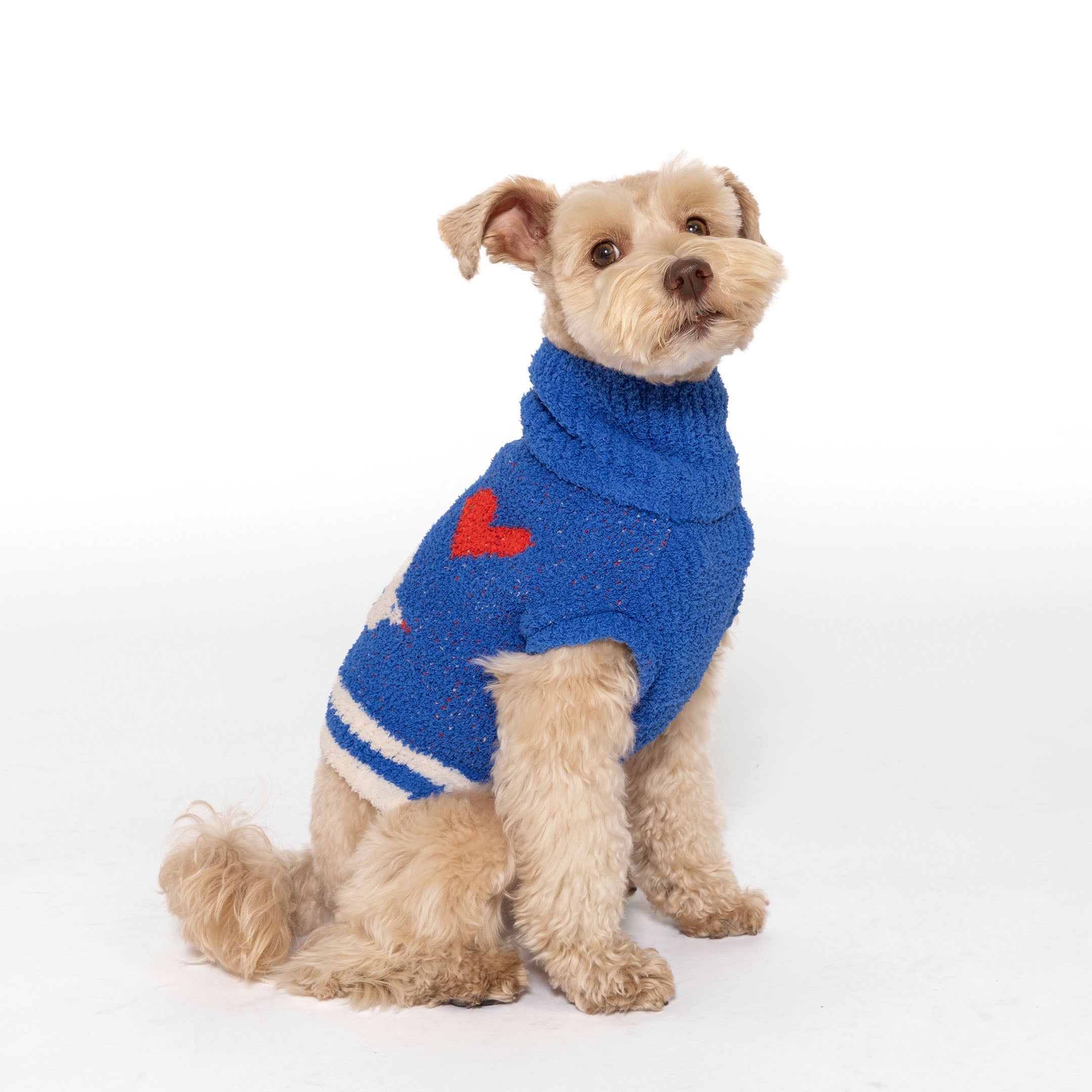 Dog in a blue "The Furryfolks" sweater with a red heart design, looking to the side, on a white background.