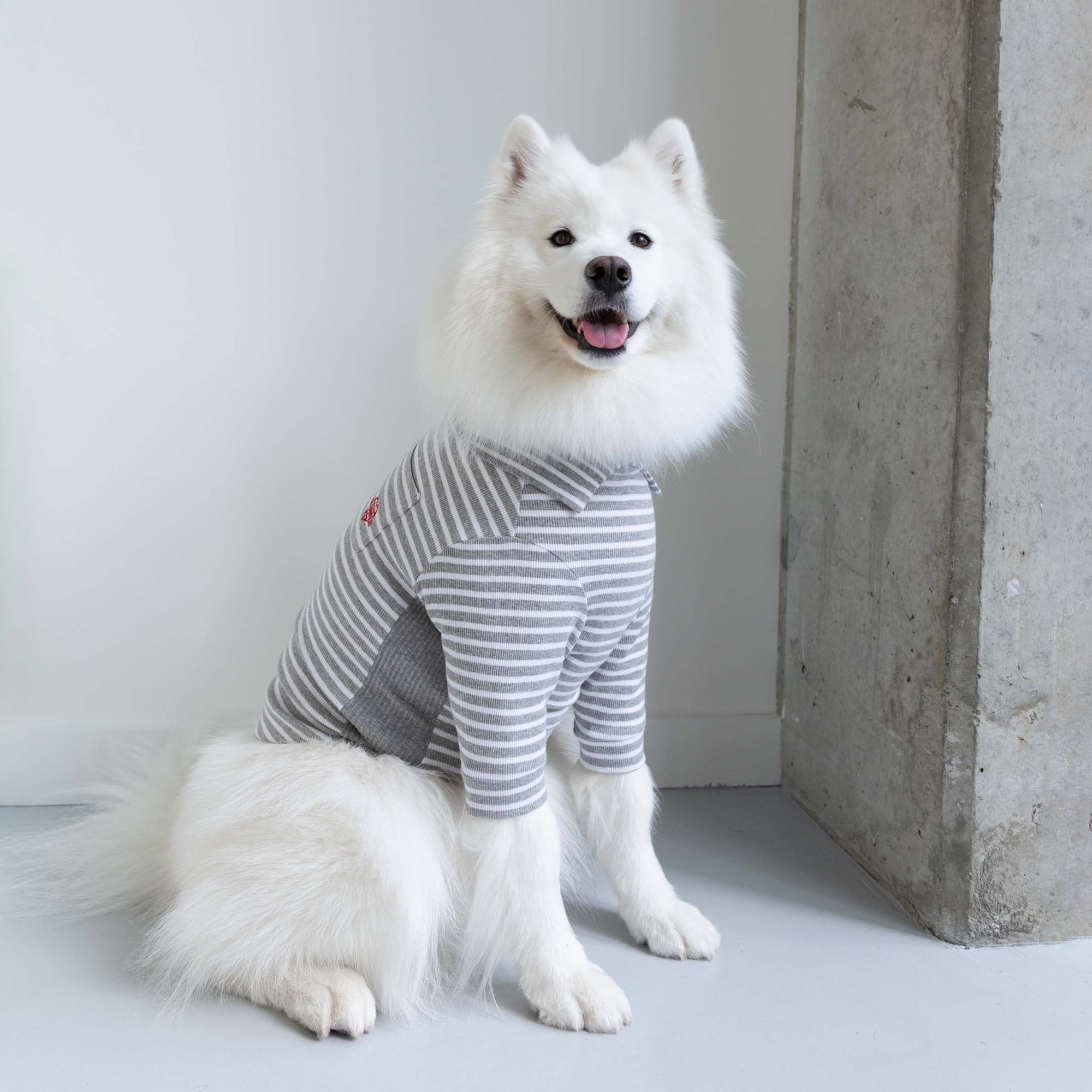 A fluffy white Samoyed dog sitting, wearing a grey and white striped turtleneck sweater with a small red emblem, looking happy with its tongue out, against a grey and white corner background.