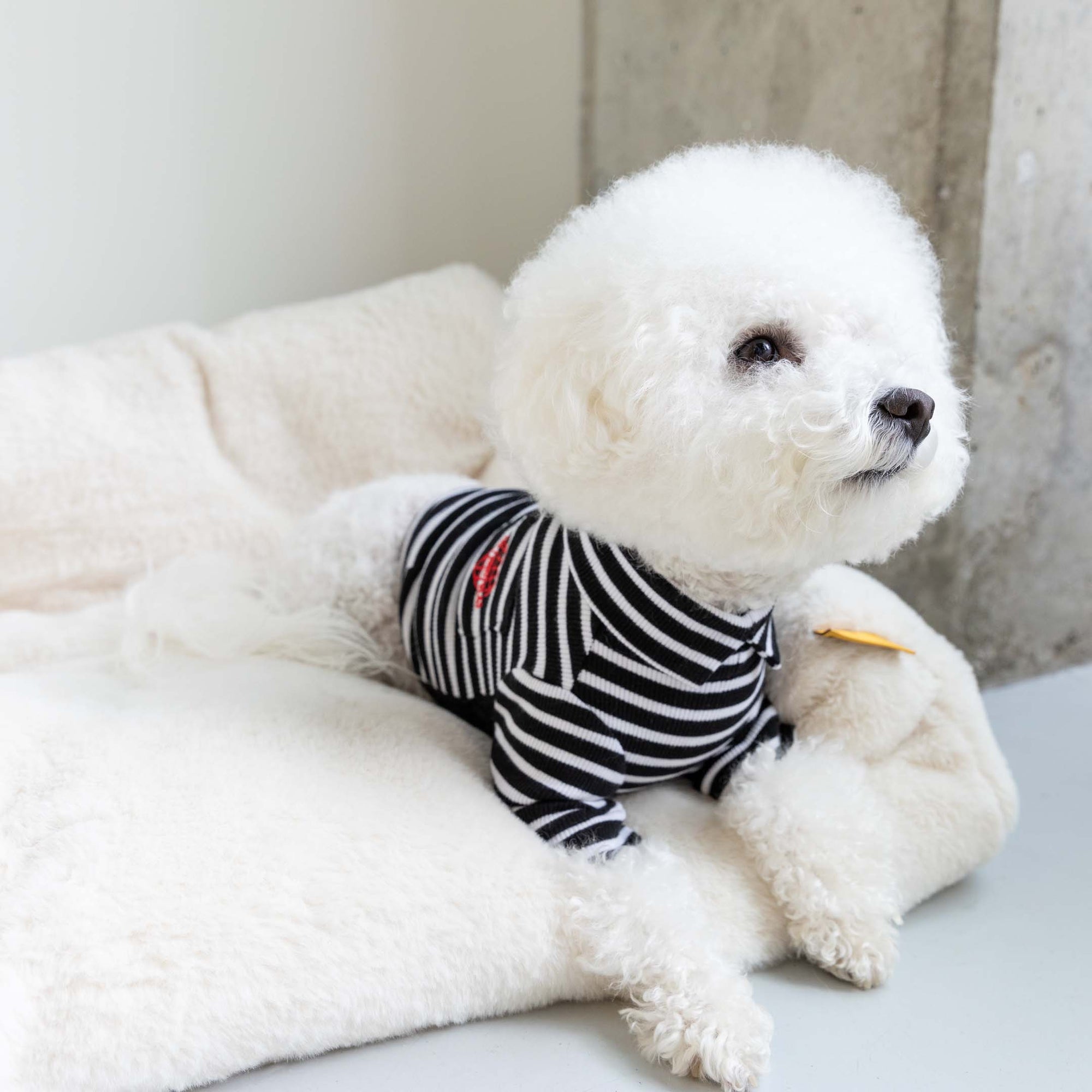 Fluffy white Bichon Frise lounging in a cozy black and white striped dog shirt with heart detail, radiating elegance.