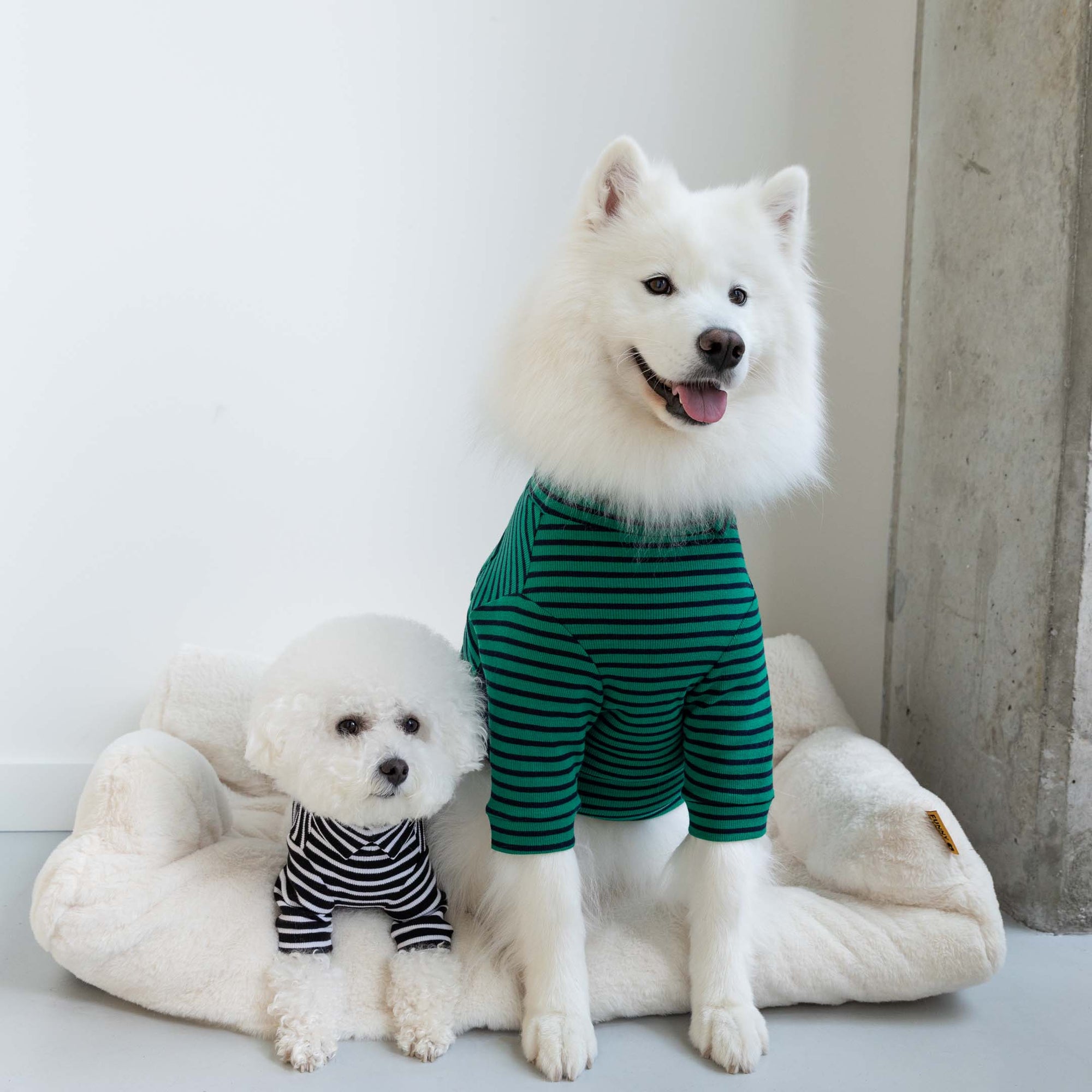 Happy Samoyed and Bichon Frise wearing trendy striped shirts in green and Navy, posing together with joy.