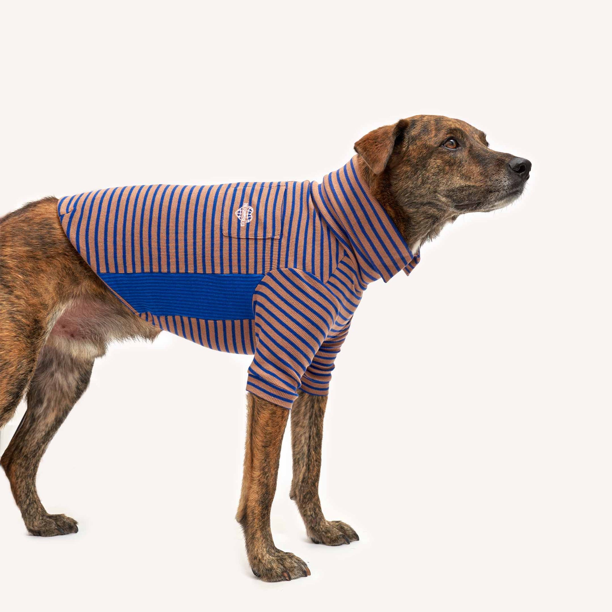 Alert brindle dog donning a fashionable Cobalt and Brown striped shirt, tailored for a comfortable and snug fit.
