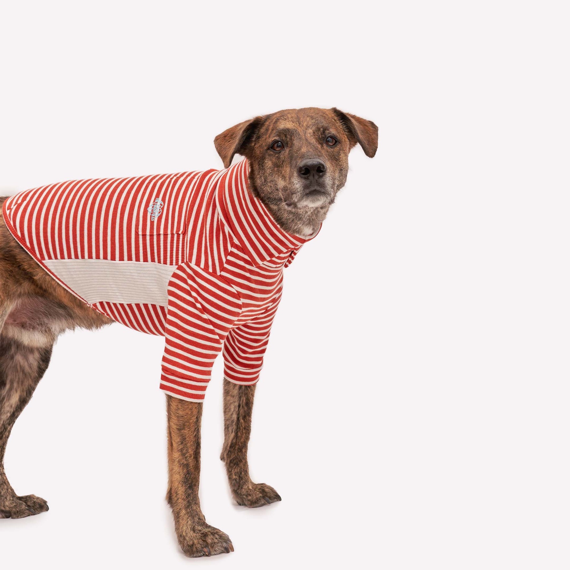 Brindle dog posing in a Rust & Ivory striped shirt with red heart detail, perfect for stylish pets.