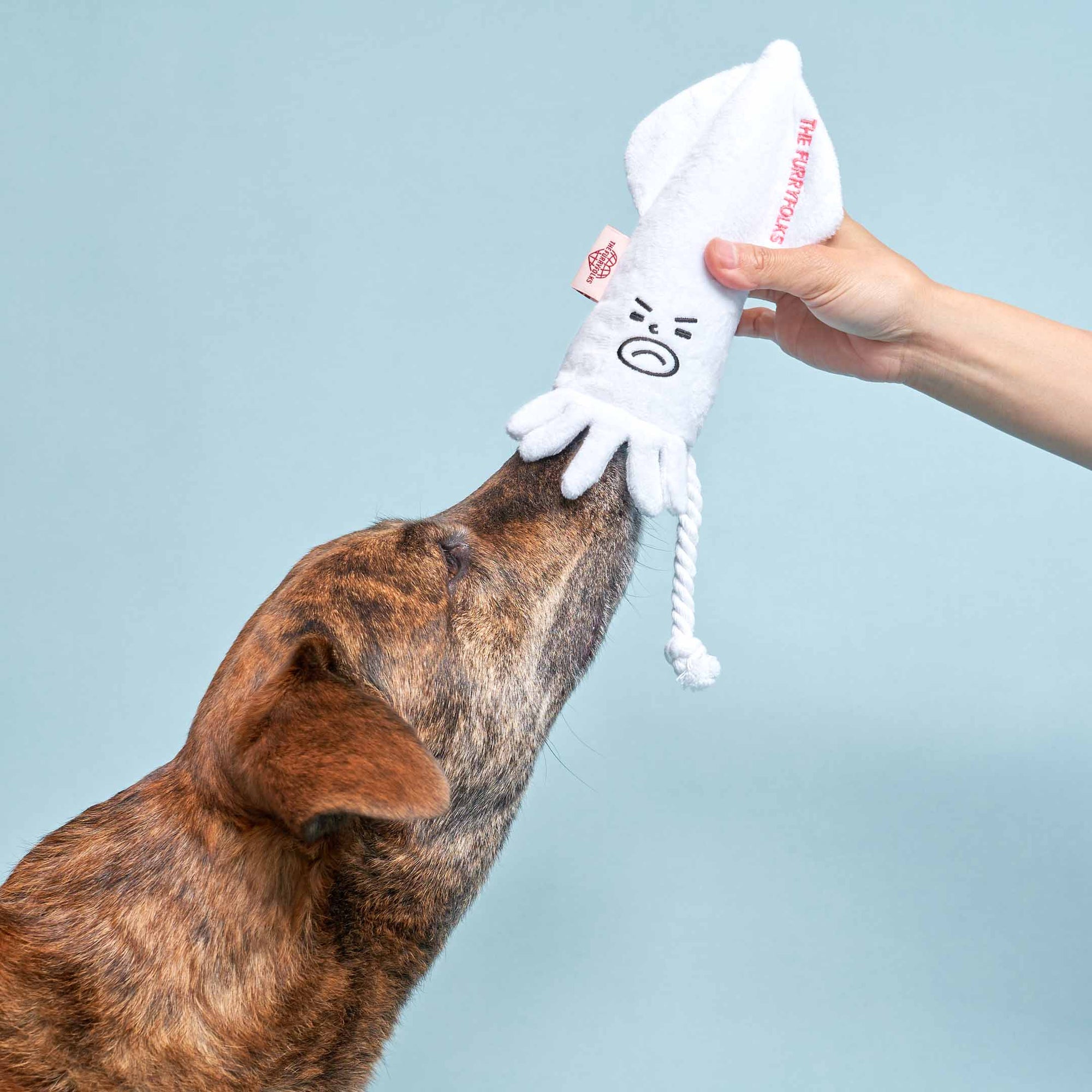 Brindle dog sniffing white squid nosework toy held by human hand
