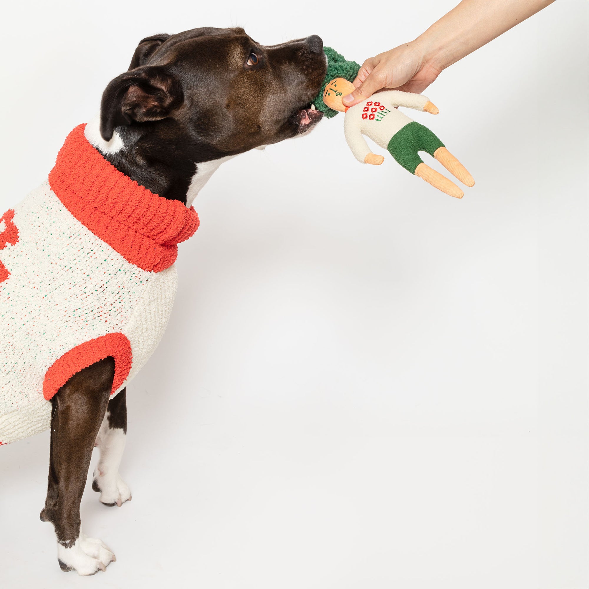The image features a brown dog with white markings, wearing a cozy, red and white sweater, engaging with a green-haired, nosework dog toy held by a human hand. The dog appears interested in the toy, showcasing how such items are used in play and scent detection activities, stimulating the dog’s senses and encouraging interactive play. The white background emphasizes the interaction and the contrasting colors of the dog’s sweater, the toy, and the dog's coat.