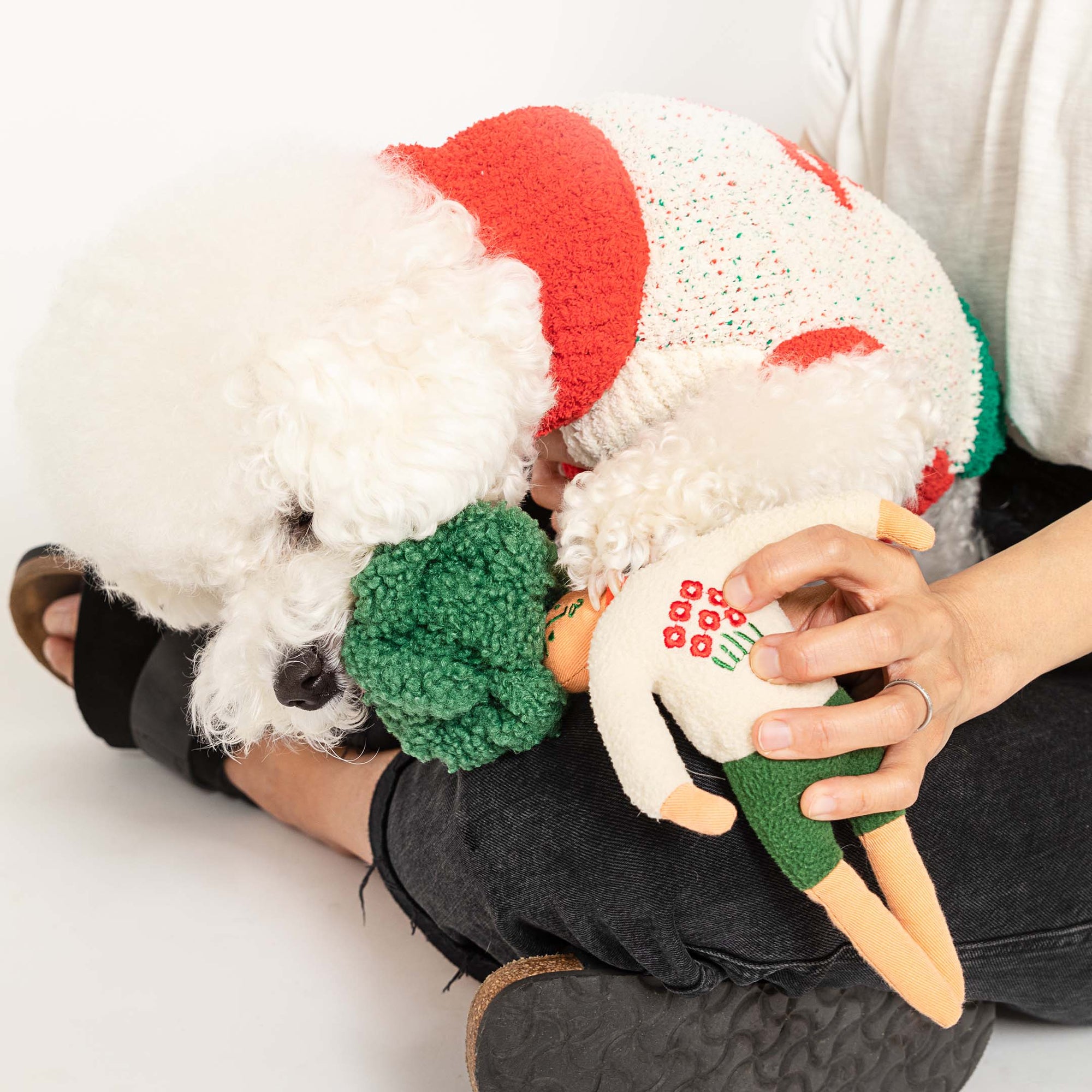 The photo captures a curly-haired white dog in a red and white sweater, sniffing a green-haired nosework toy held by a person. This cozy interaction, set against a white background, illustrates the use of the toy to engage the dog's sense of smell, offering both comfort and mental stimulation for the pet.