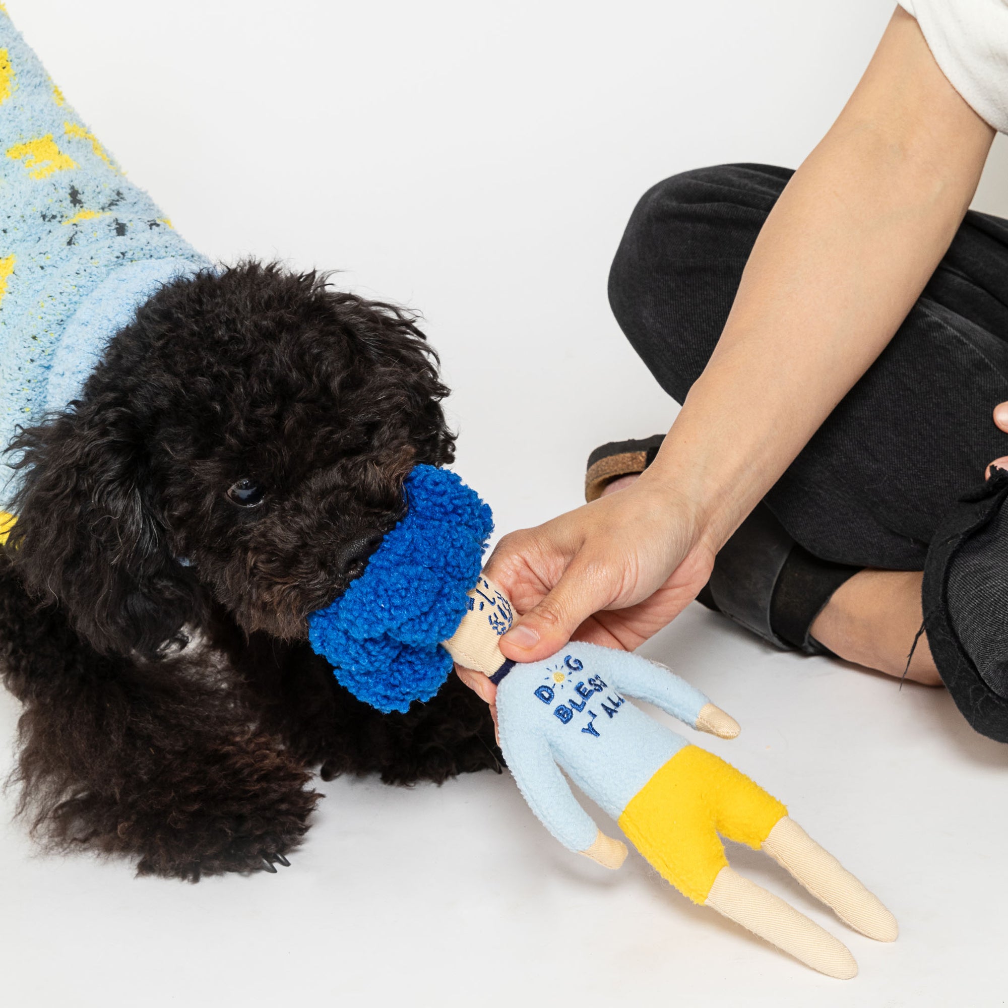 The photo shows a black curly-haired dog, possibly a Poodle or a similar breed, biting a blue-haired doll-shaped nosework toy presented by a person's hand. The interaction takes place against a white background, with the dog wearing a blue sweater, and the toy appears to be a playful and engaging tool for the dog's scent detection and cognitive stimulation activities.