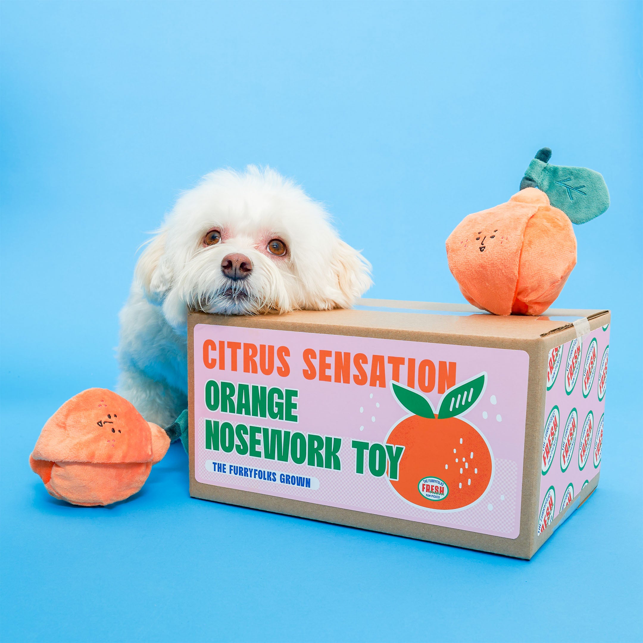 A fluffy white dog is peeking over a cardboard box on a blue background, next to an orange-shaped dog toy with a teal stem. The box is labeled "Citrus Sensation Orange Nosework Toy by The Furryfolks Grown".