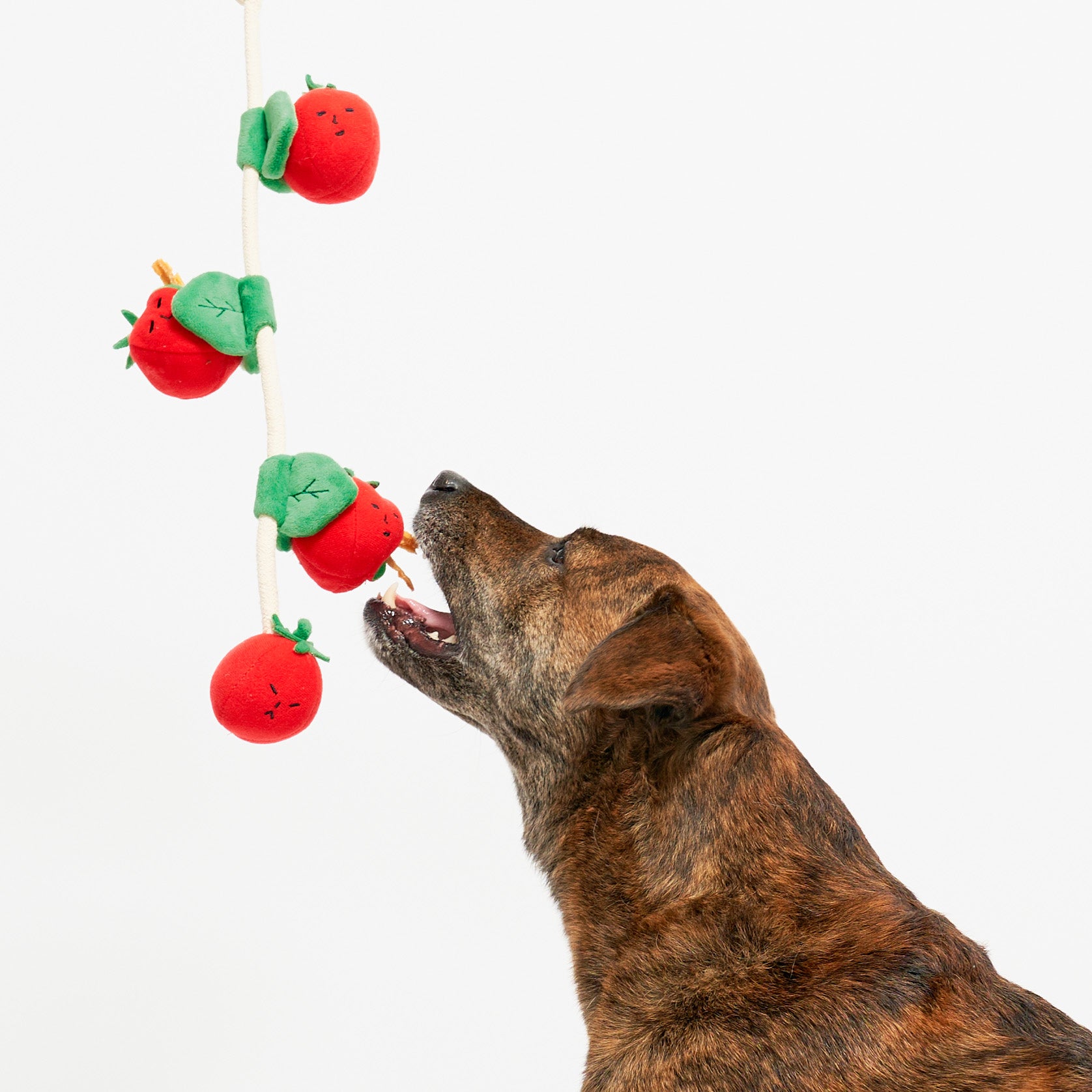  In this image, a brindle-coated dog is shown interacting with the same string of plush tomatoes. The dog is looking upward, its mouth open as if to catch or play with one of the tomatoes. This scene is likely another depiction of a pet engaged in play, enjoying the movement and tactile experience of the toy. The dog's expression is one of focus and excitement, a common sight when dogs are presented with toys that stimulate their senses and instincts.