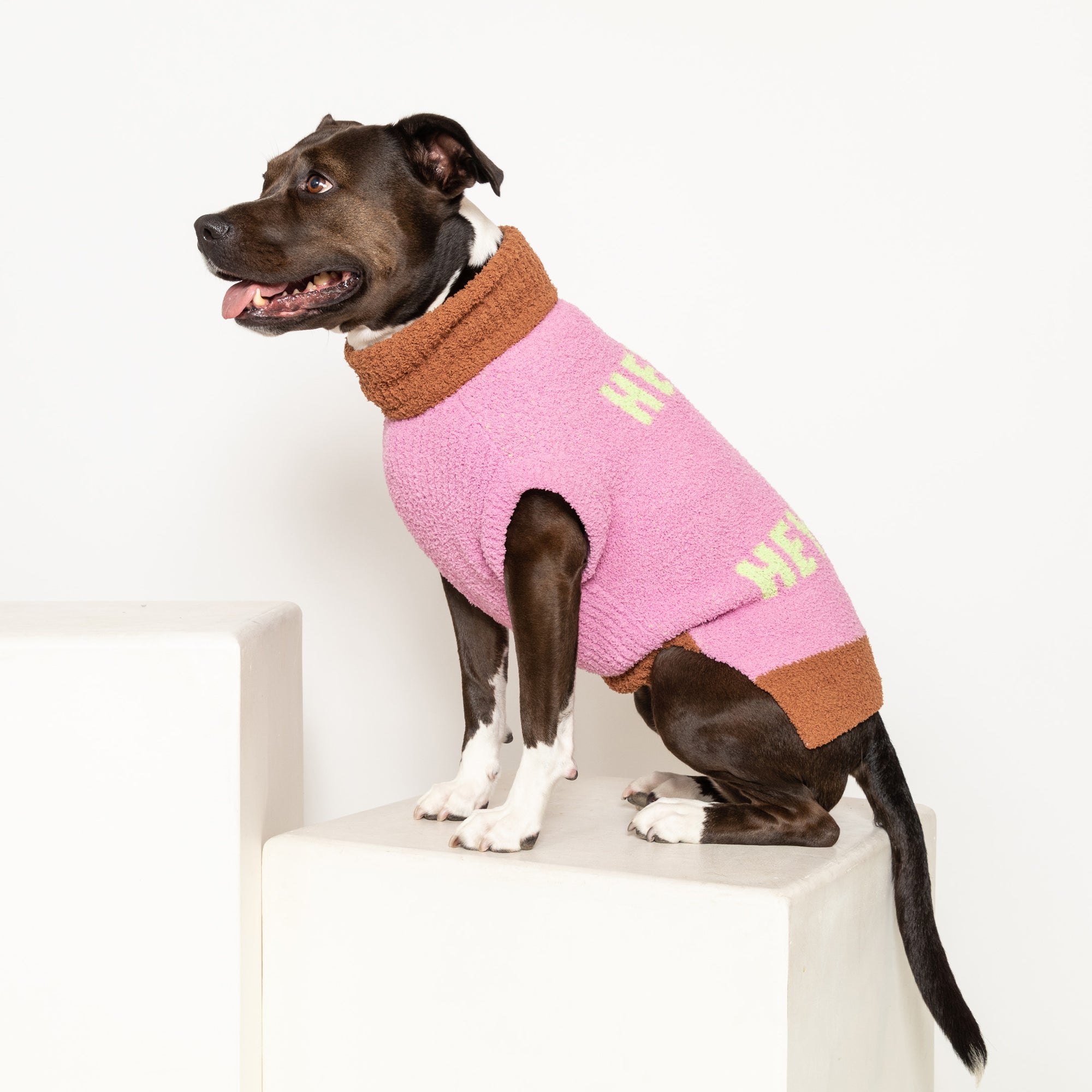  Brown and white dog in a pink "The Furryfolks" Hey sweater, perched on a white ledge, looking right.