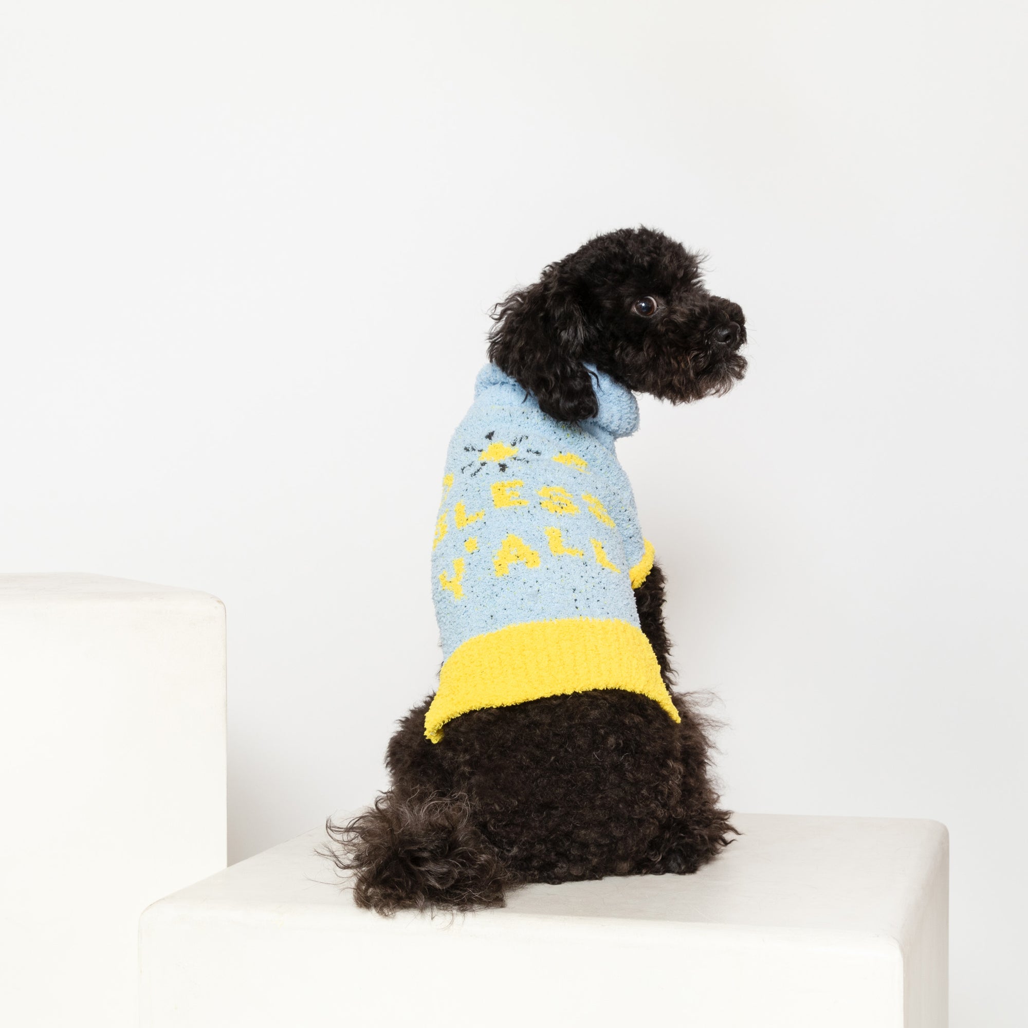  Black poodle in a blue "The Furryfolks" sweater looks left, perched on a white block against a neutral backdrop.