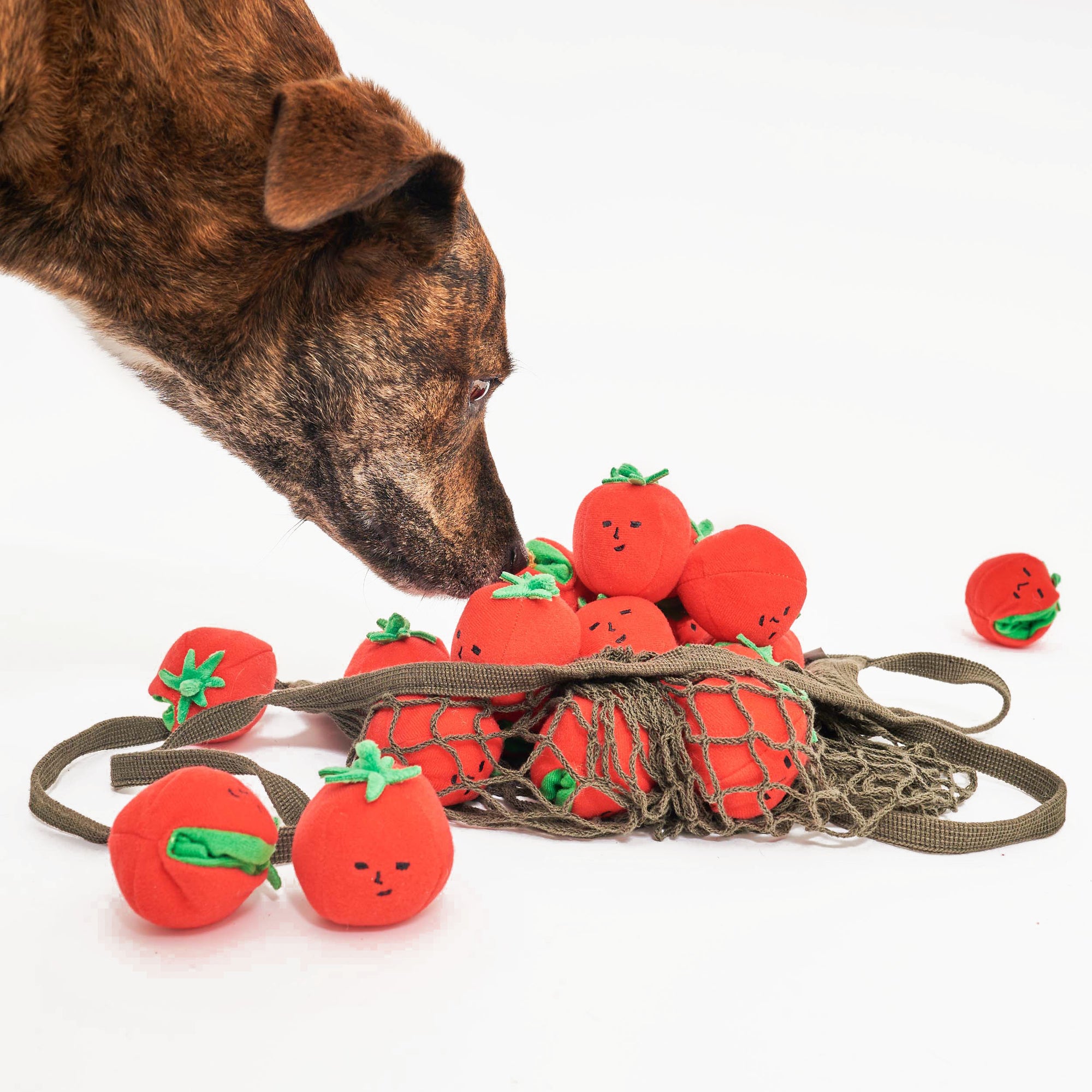 The image shows the brindle-coated dog inspecting a net filled with the plush tomatoes. The dog's nose is close to the toys, which are spilling out of what appears to be a green mesh bag, suggesting a scenario where the dog may be selecting a toy or simply curious about the collection of toys. The image captures a natural exploratory behavior, common with dogs when they encounter new or interesting objects.