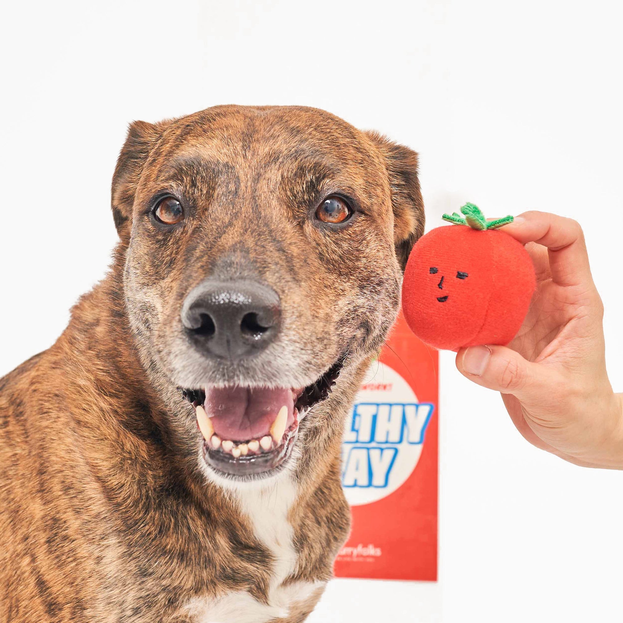 The image features a brindle-coated dog with a happy and excited expression. A human hand is holding a small plush tomato toy near the dog's face, likely part of a play session. The background includes a blurred sign saying "HEALTHY PLAY," suggesting a health-themed event or environment.