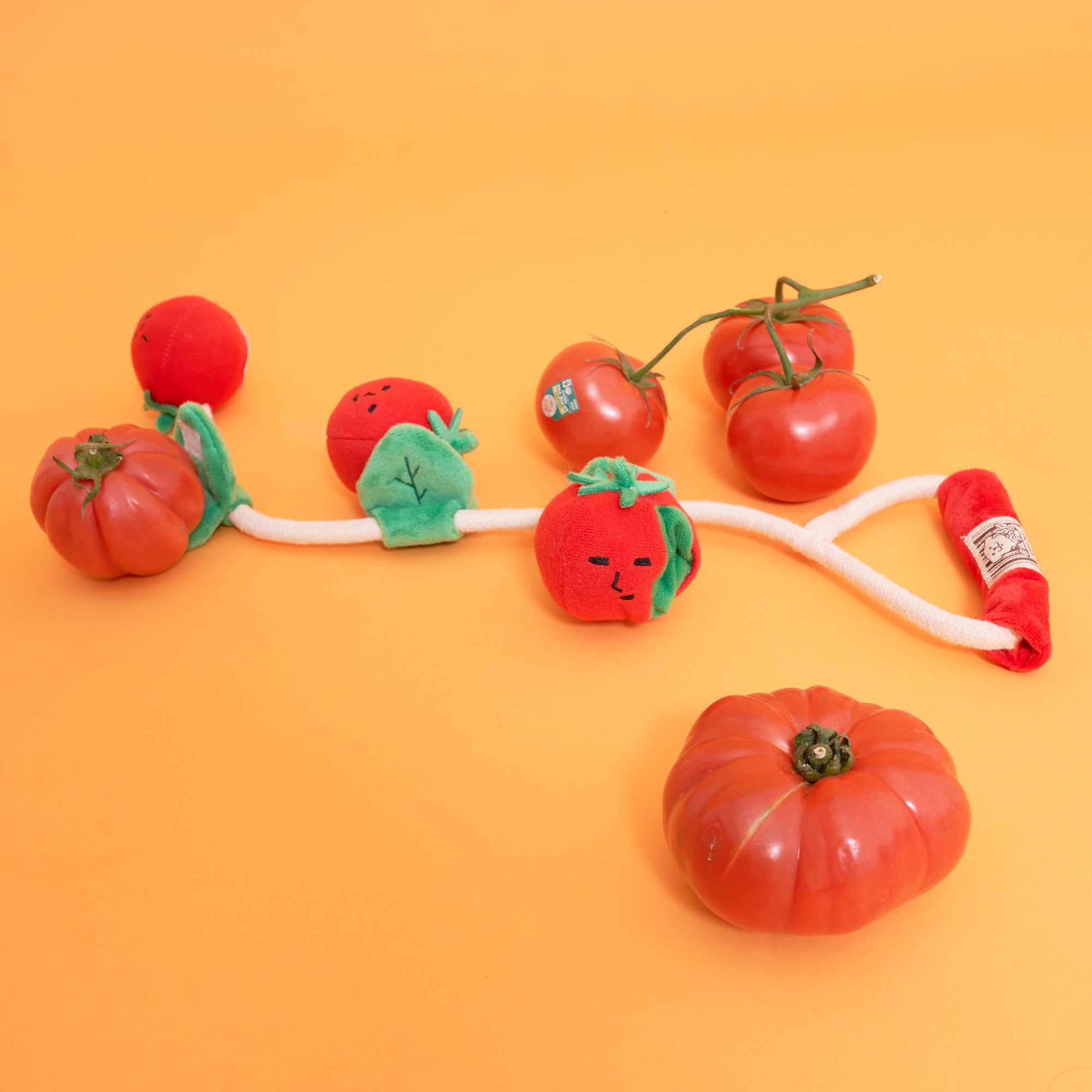 Displayed is an arrangement combining plush tomato toys with actual tomatoes, presented on an orange background. This setup may imply a connection between the toys and healthy food, or serve as a playful display.