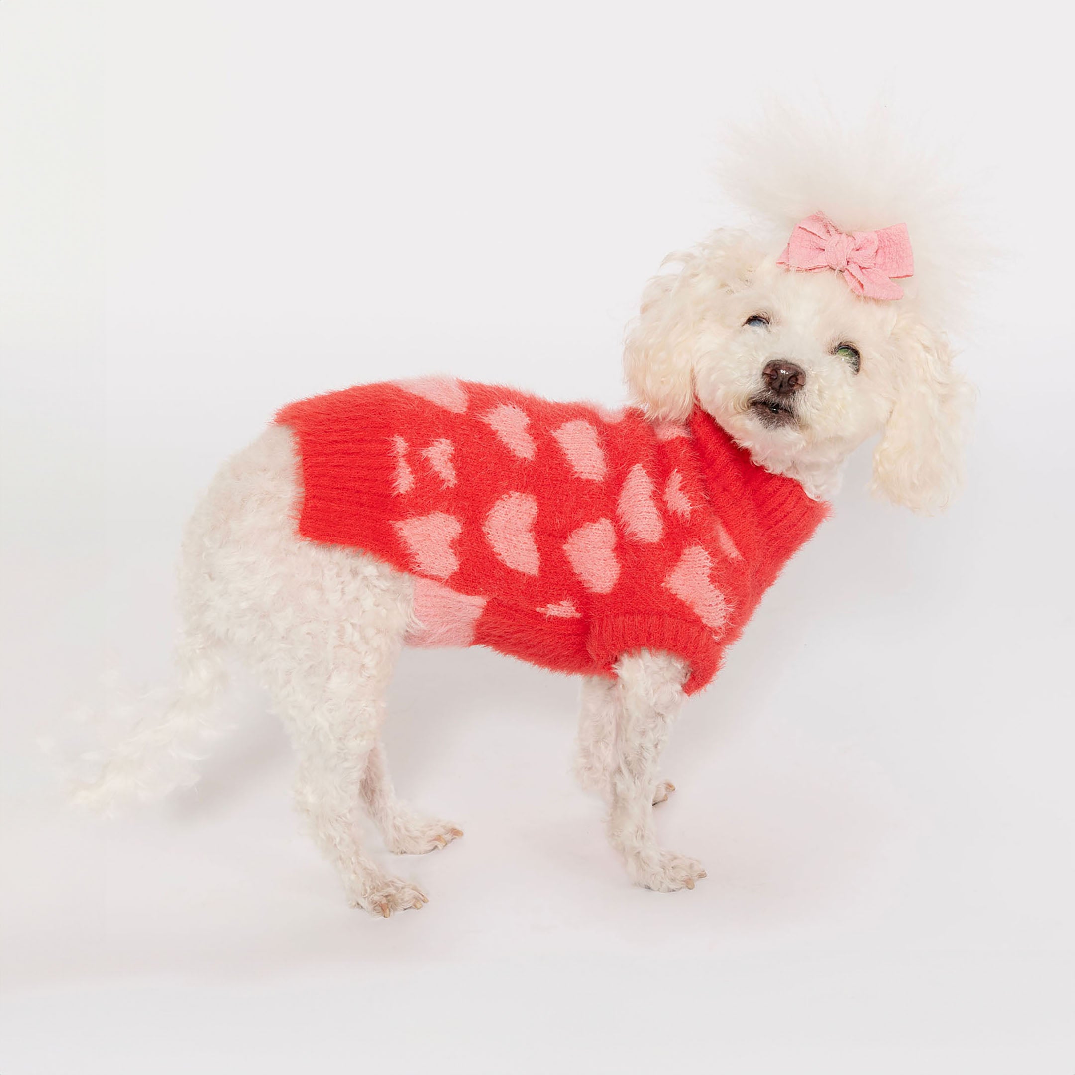White dog in a red sweater with pink hearts and a cute pink bow on its head, posing against a white background for a charming look.