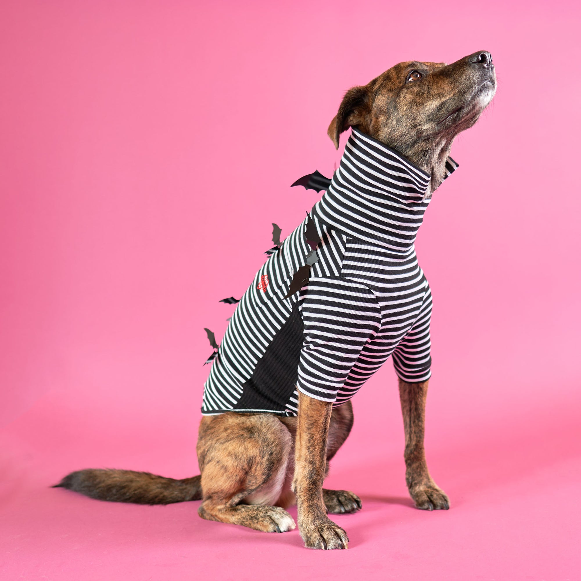Brindle dog sitting attentively in a black & white stripe T-shirt on a pink background.