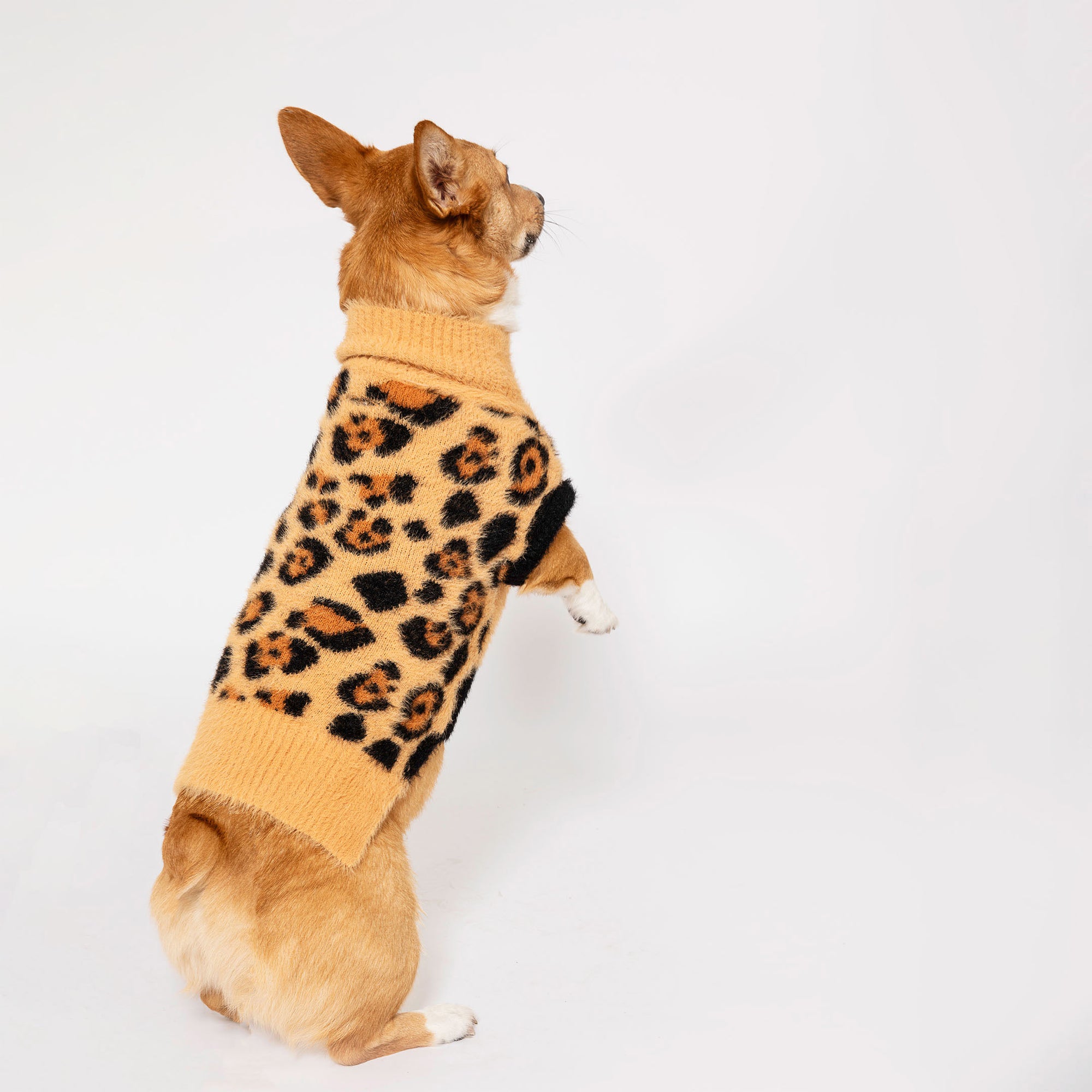 Playful Corgi standing on hind legs in a tan and black leopard print sweater, looking off into the distance, against a white studio backdrop.