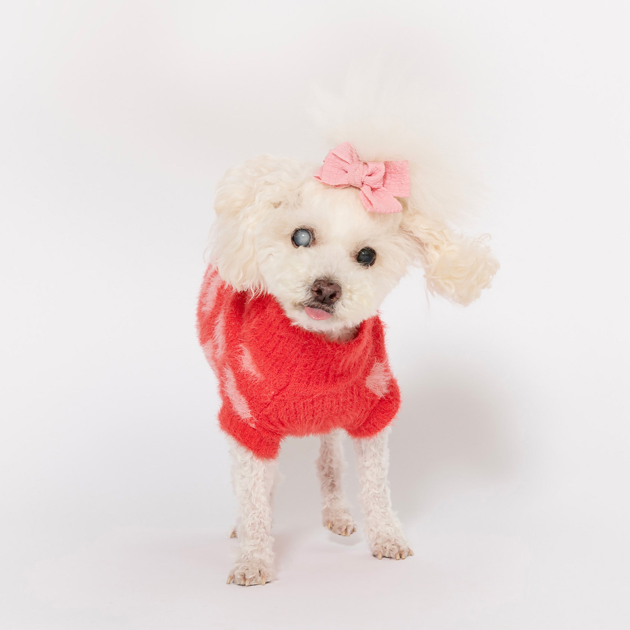 Curious white poodle mix wearing a fluffy red heart-pattern sweater and a pink bow, gazing adorably, isolated on a white backdrop.