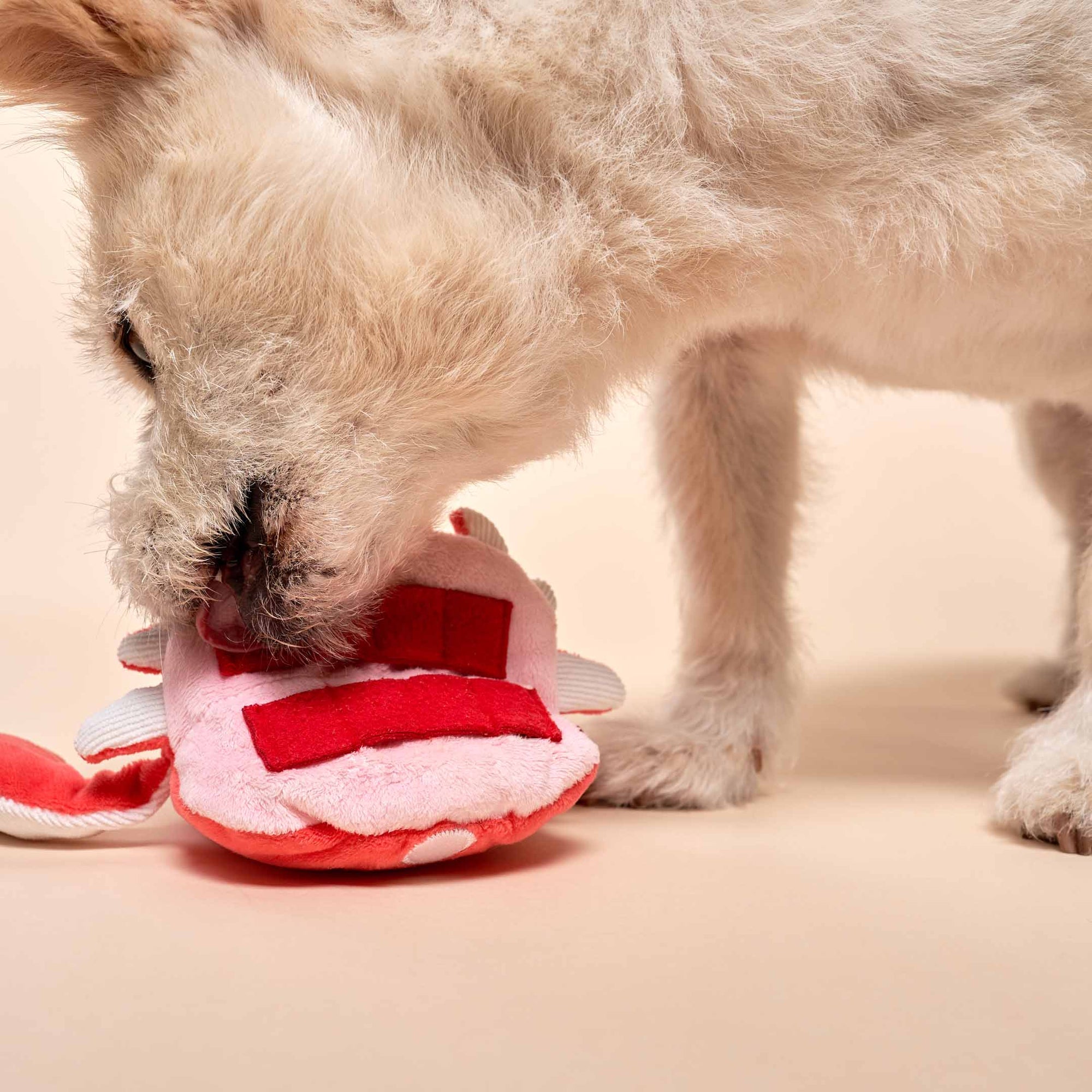 The image captures a small, light-colored dog with its nose buried in a red plush crab toy, likely trying to extract treats from within. This showcases the toy's interactive design for engaging pets in play and mental stimulation.