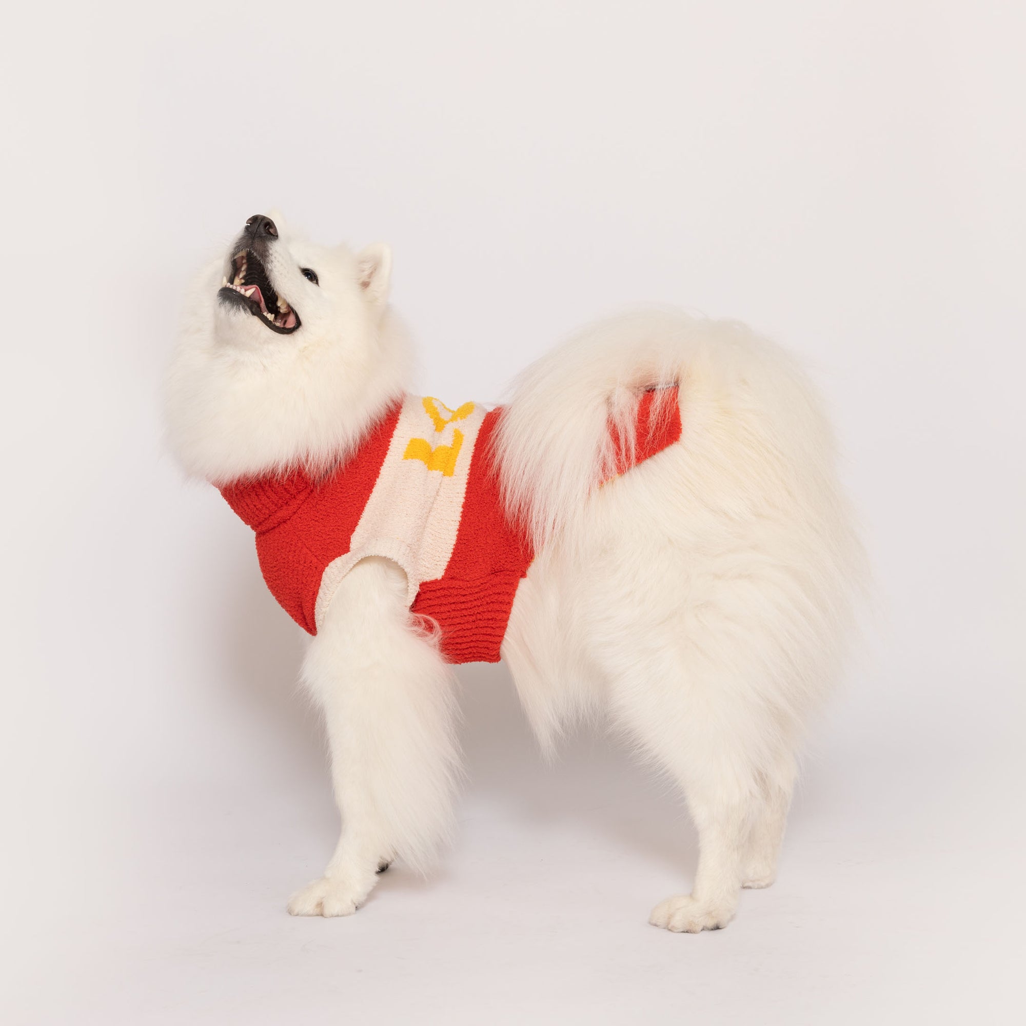 The photograph captures a playful white fluffy dog, possibly a Samoyed, clad in a cozy red and white sweater featuring a yellow motif. The dog is arching its back and looking upwards with an open mouth, conveying a sense of joy or playfulness. Set against a clean white background, the image highlights the dog's vibrant attire and lively spirit.