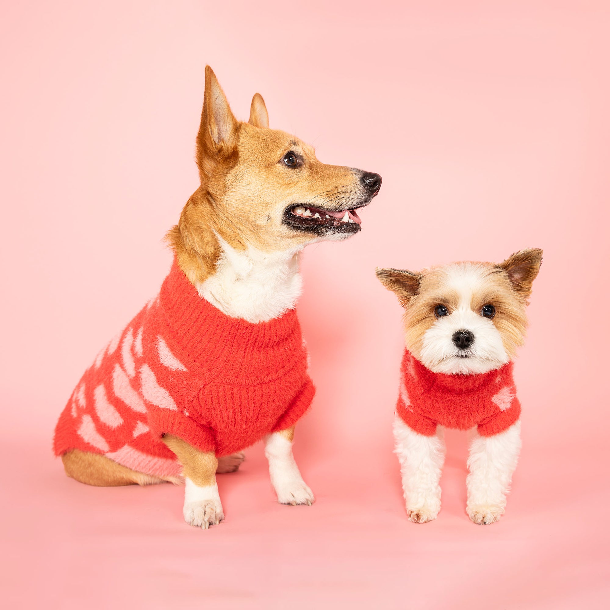 "A cheerful Corgi and a Yorkshire Terrier mix both dressed in red sweaters with pink hearts, posing together on a soft pink background.