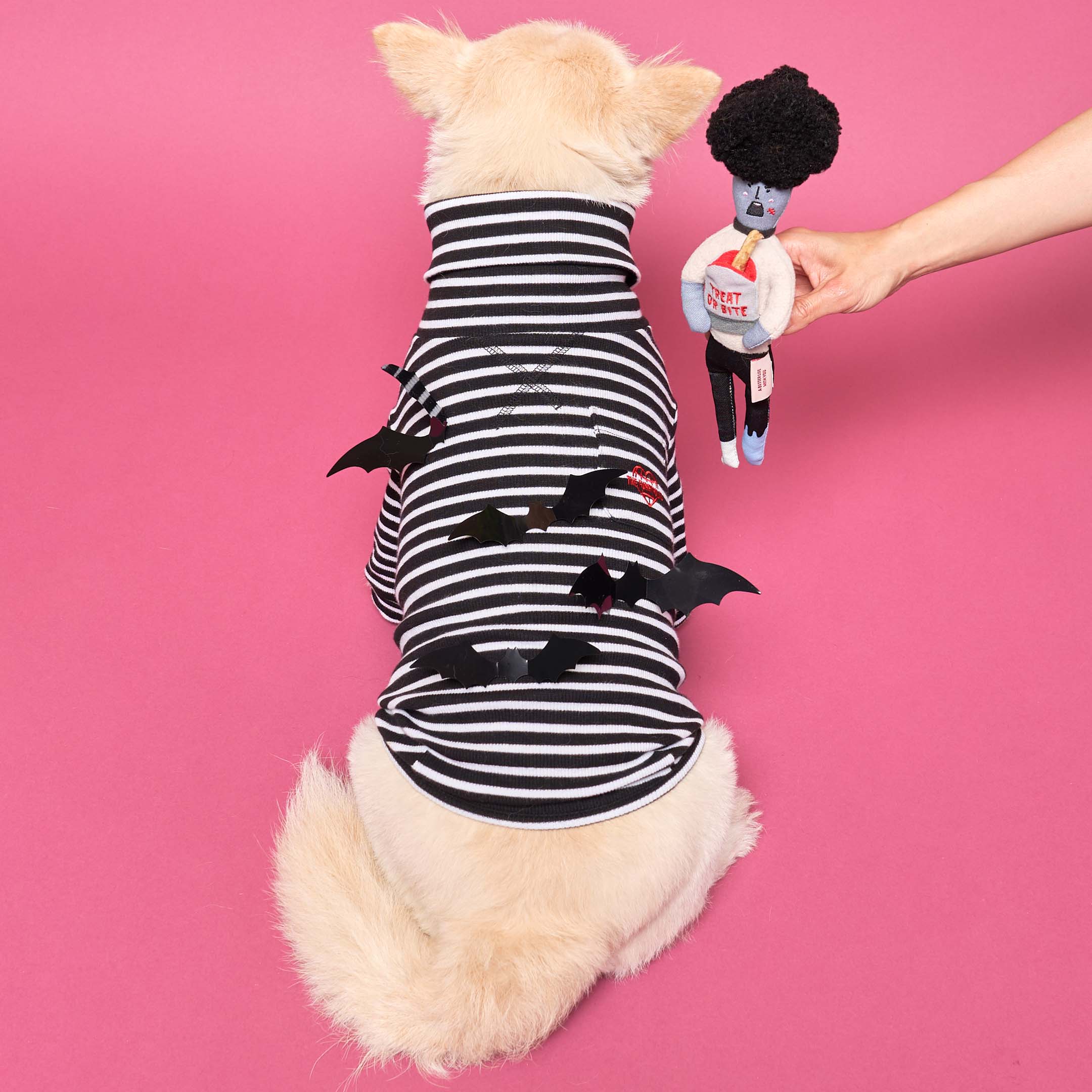 Furry dog in a striped t-shirt focused on a toy being offered by a zombie.