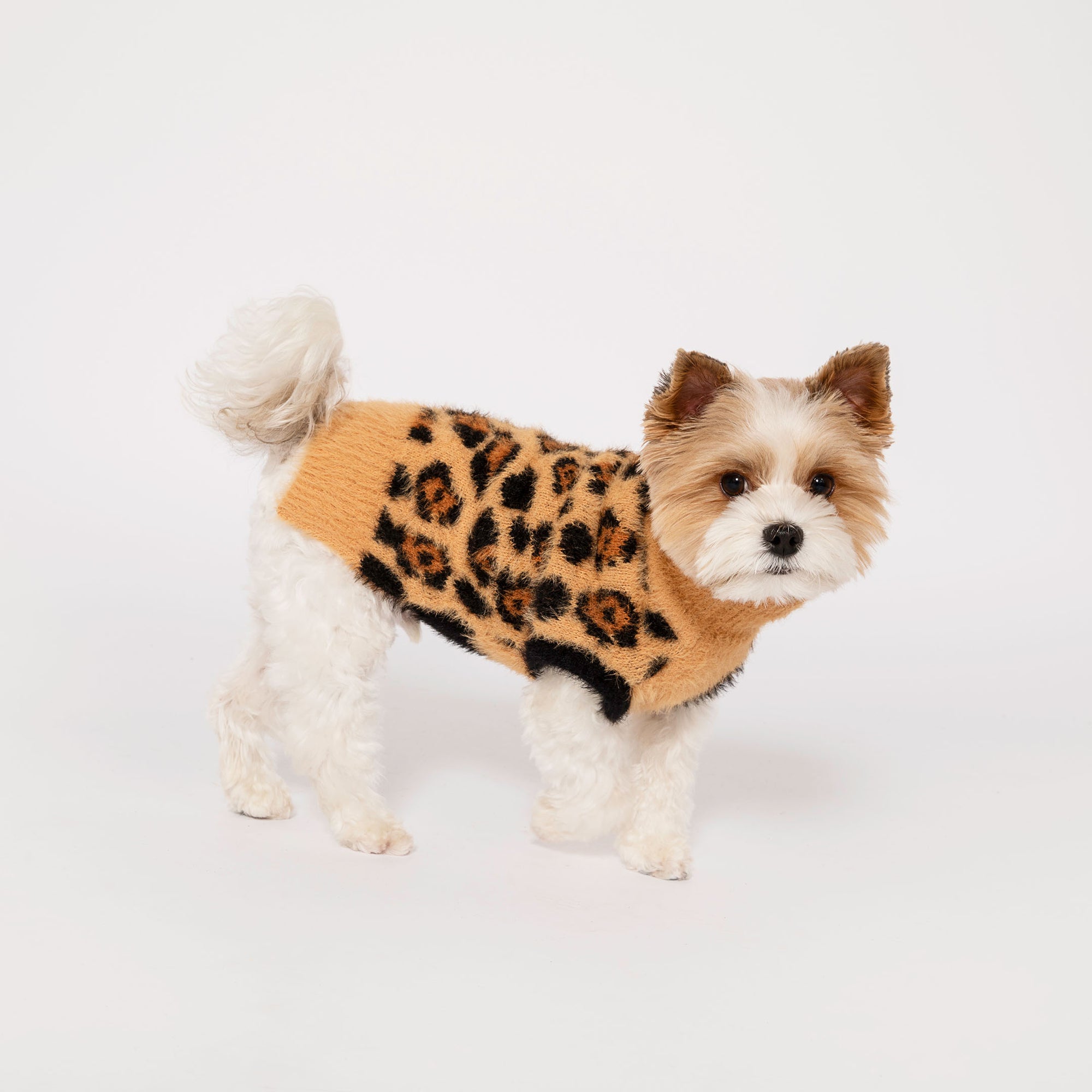 "Small terrier mix dog with a fluffy white coat wearing a chic tan sweater with a leopard print pattern, attentively standing and looking forward, against a white background.