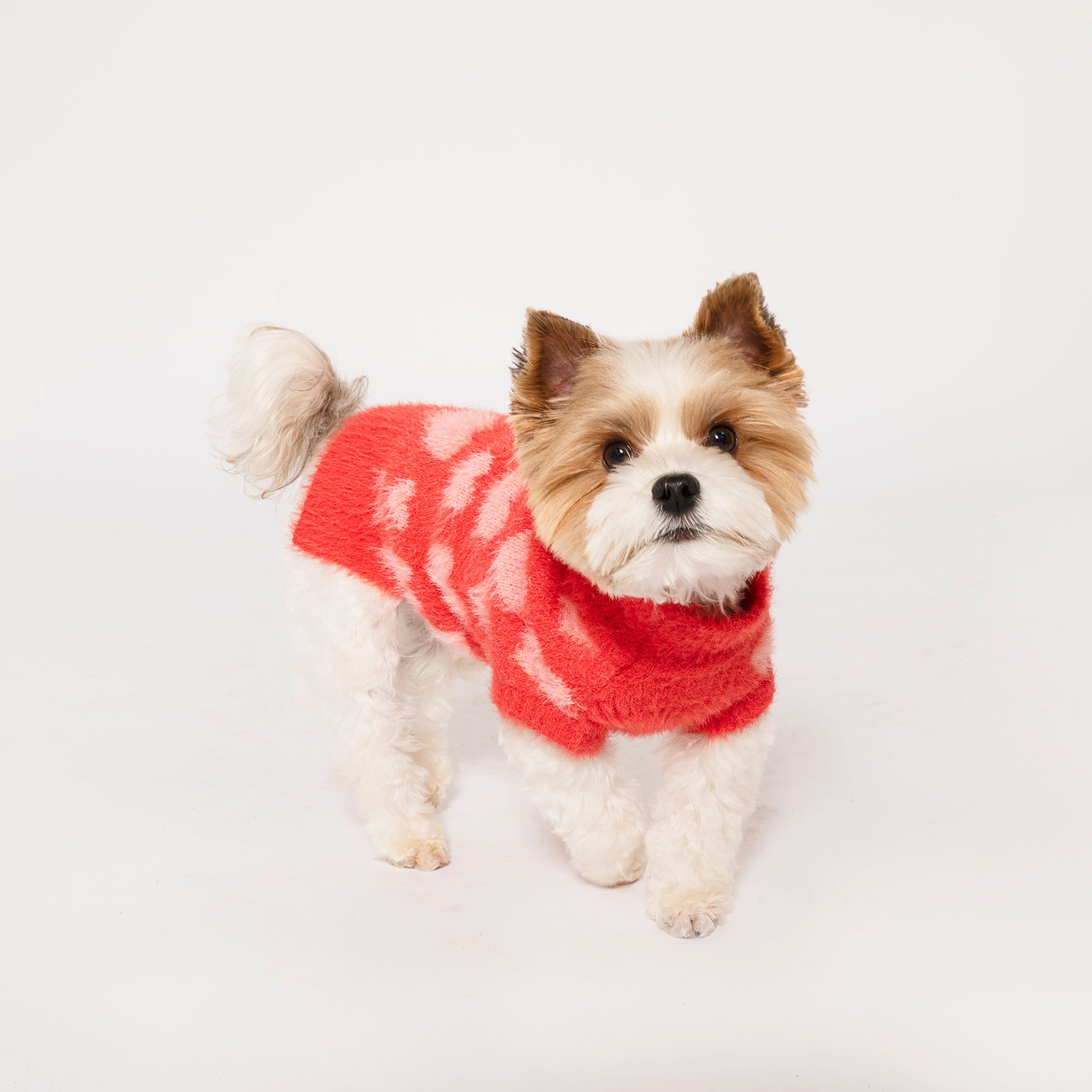 Confident Yorkshire Terrier mix in a red sweater with pink hearts, standing alert and looking at the camera, against a bright white background.