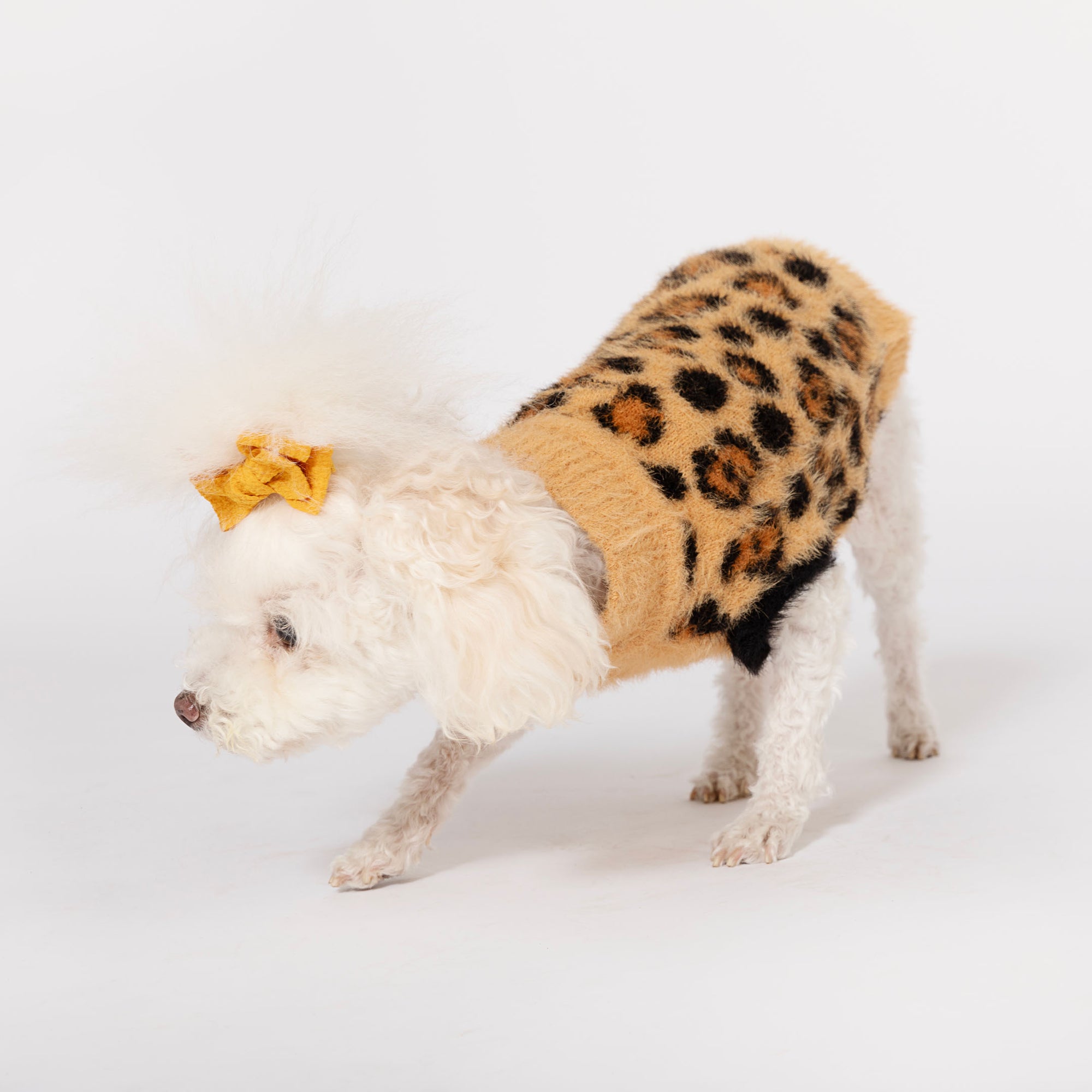 Playful white poodle in motion, dressed in a leopard print sweater with a matching yellow bow, set against a simple white backdrop.