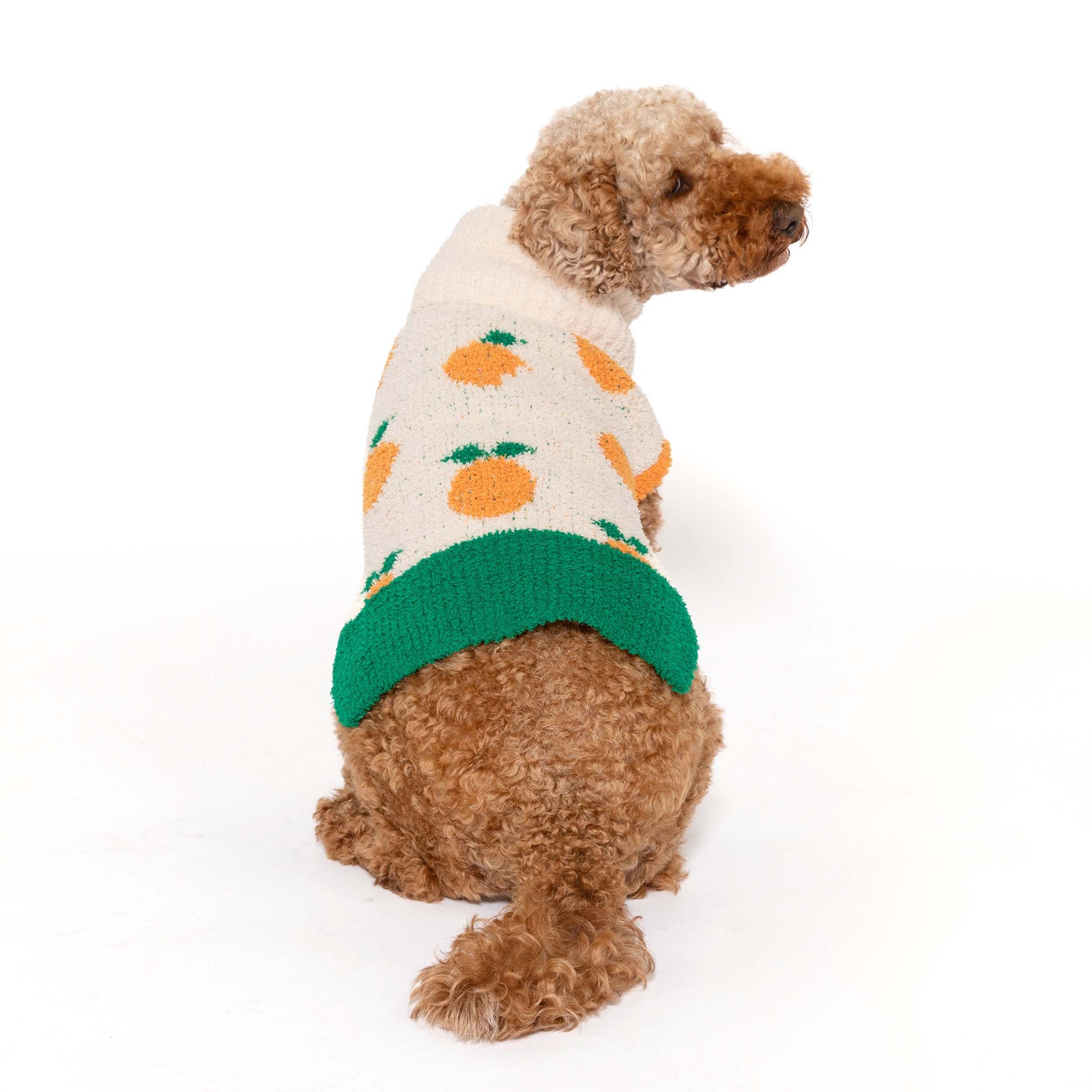 A small apricot poodle models "The Furryfolks" cream-colored sweater adorned with bright orange orange motifs and a bold green hem, reflecting a charming and vibrant pet apparel design.