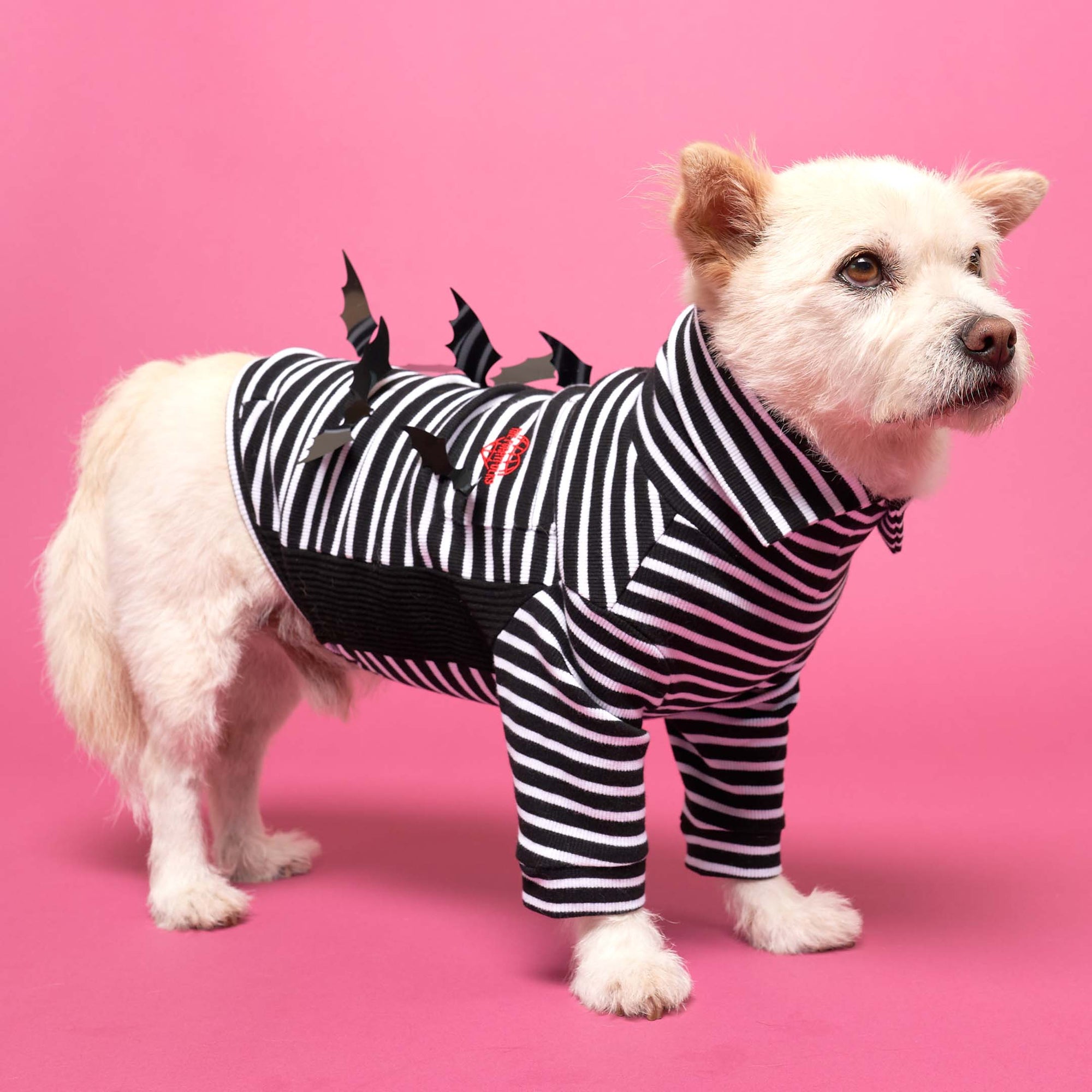 White dog in a playful striped bat-wing t-shirt against a pink backdrop.