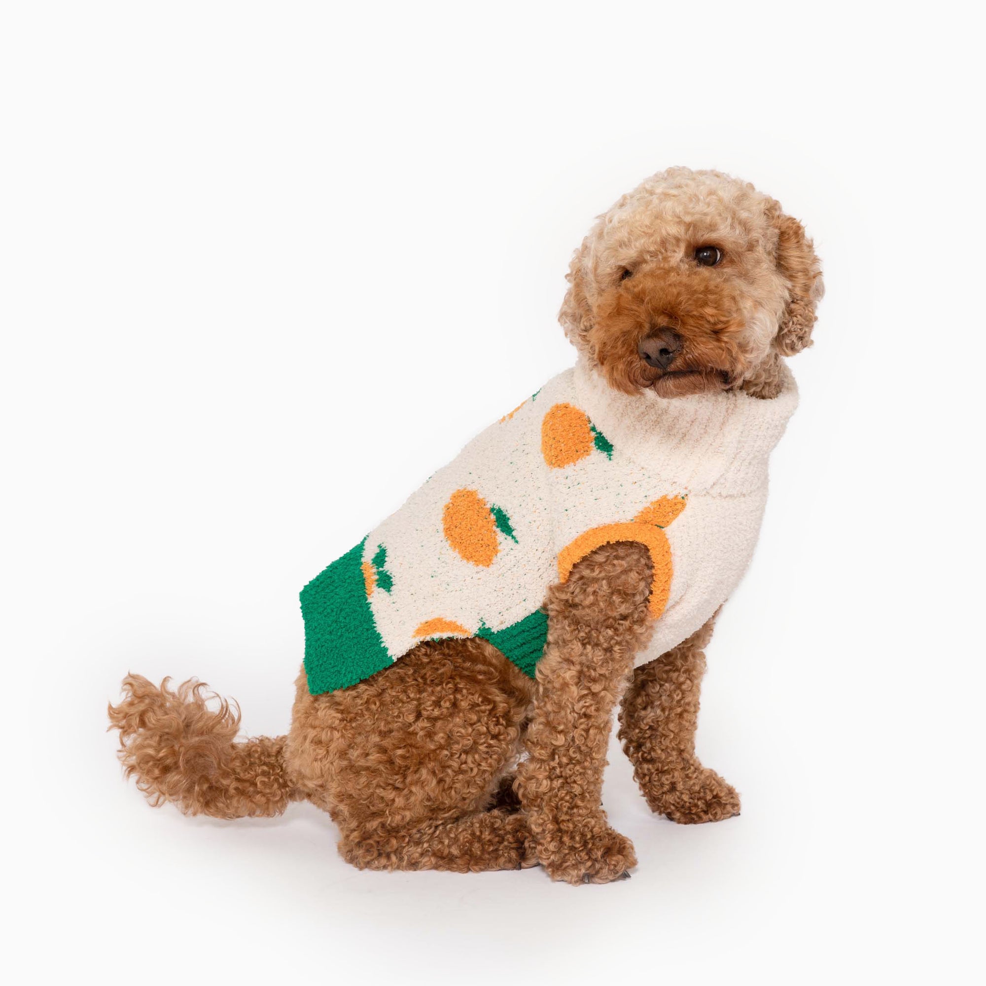 Apricot poodle in "The Furryfolks" cream sweater with orange pattern and green trim, cozy pet fashion.