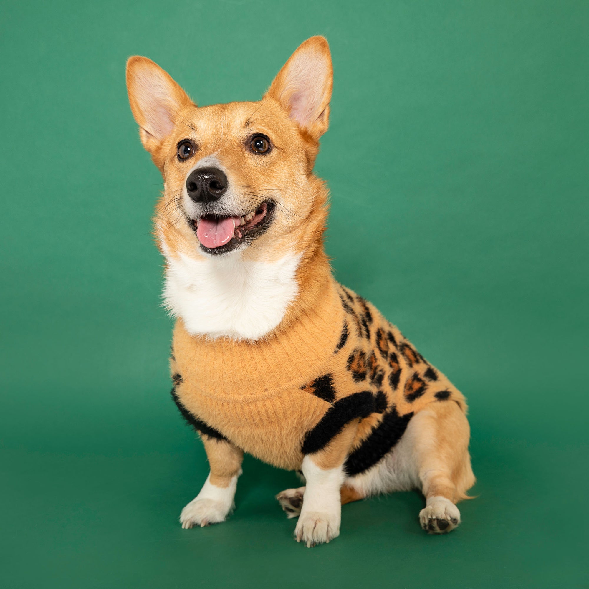 Happy Corgi with a beaming smile, wearing a snug tan sweater with black leopard spots, seated against a lush green backdrop.