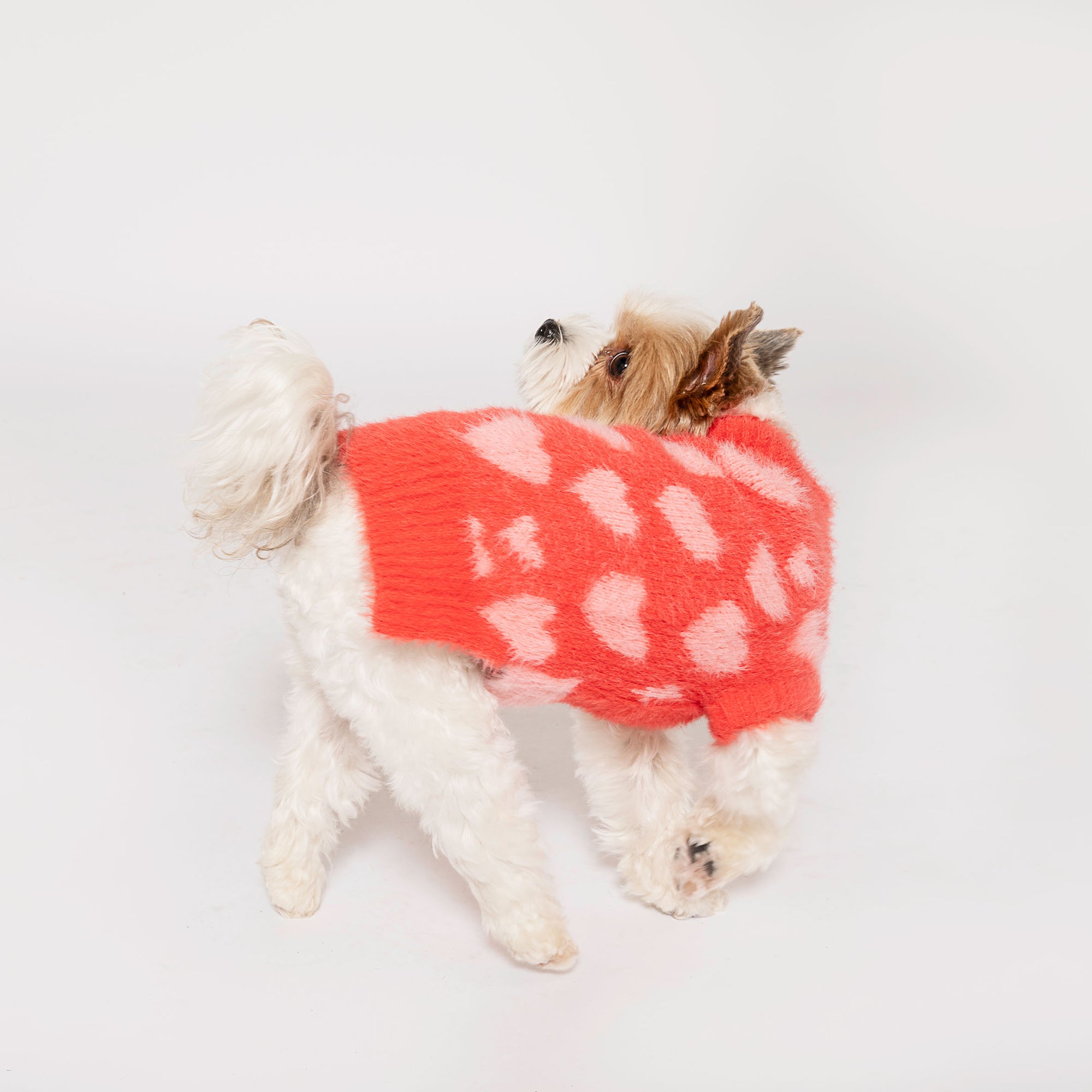 Small terrier mix dog with fluffy white fur wearing a cozy red sweater with pink hearts, looking upwards, set against a white studio background.