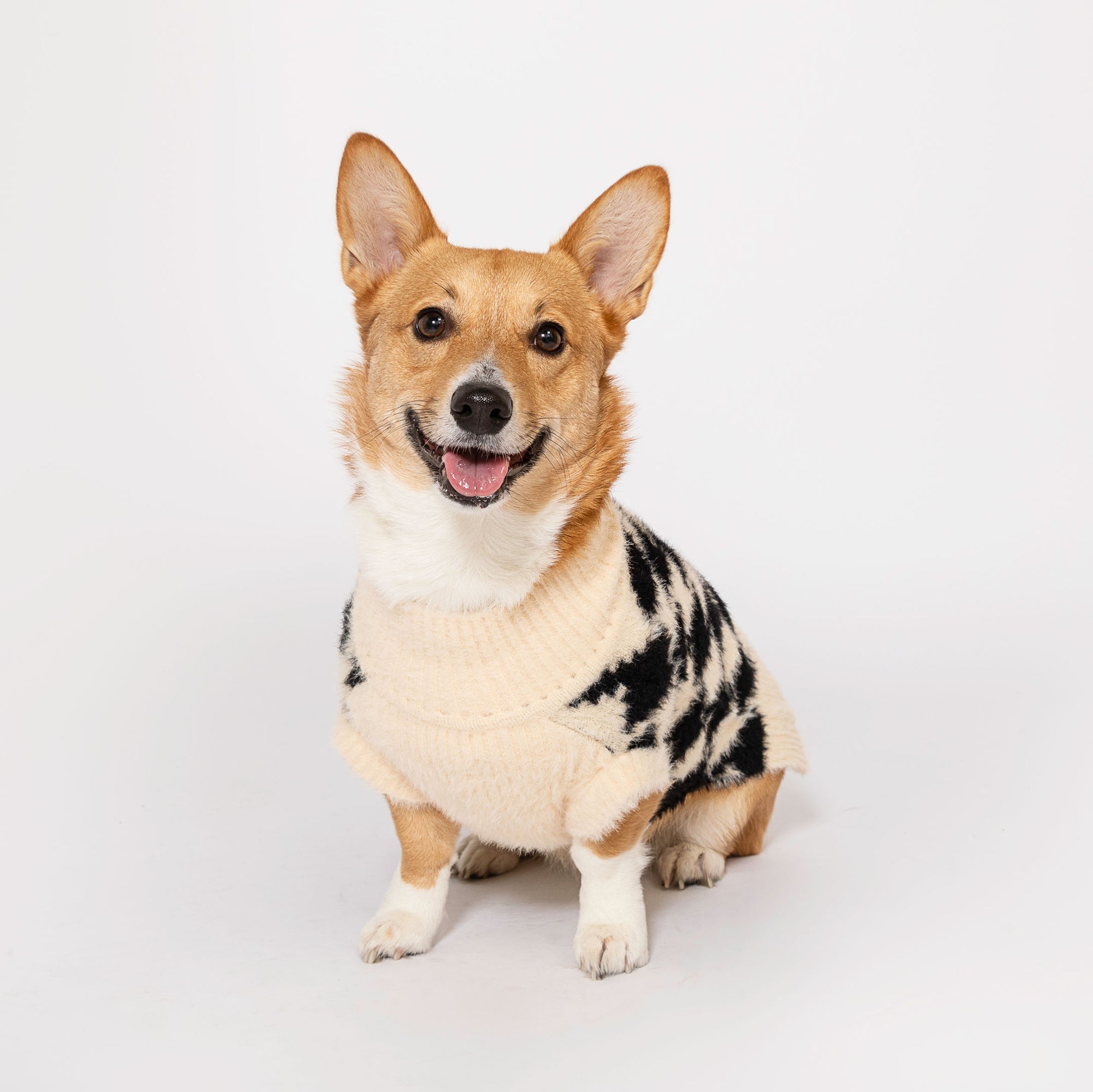 Joyful Corgi dog smiling and seated, wearing a cozy beige sweater with a black houndstooth pattern, posing against a white studio background.