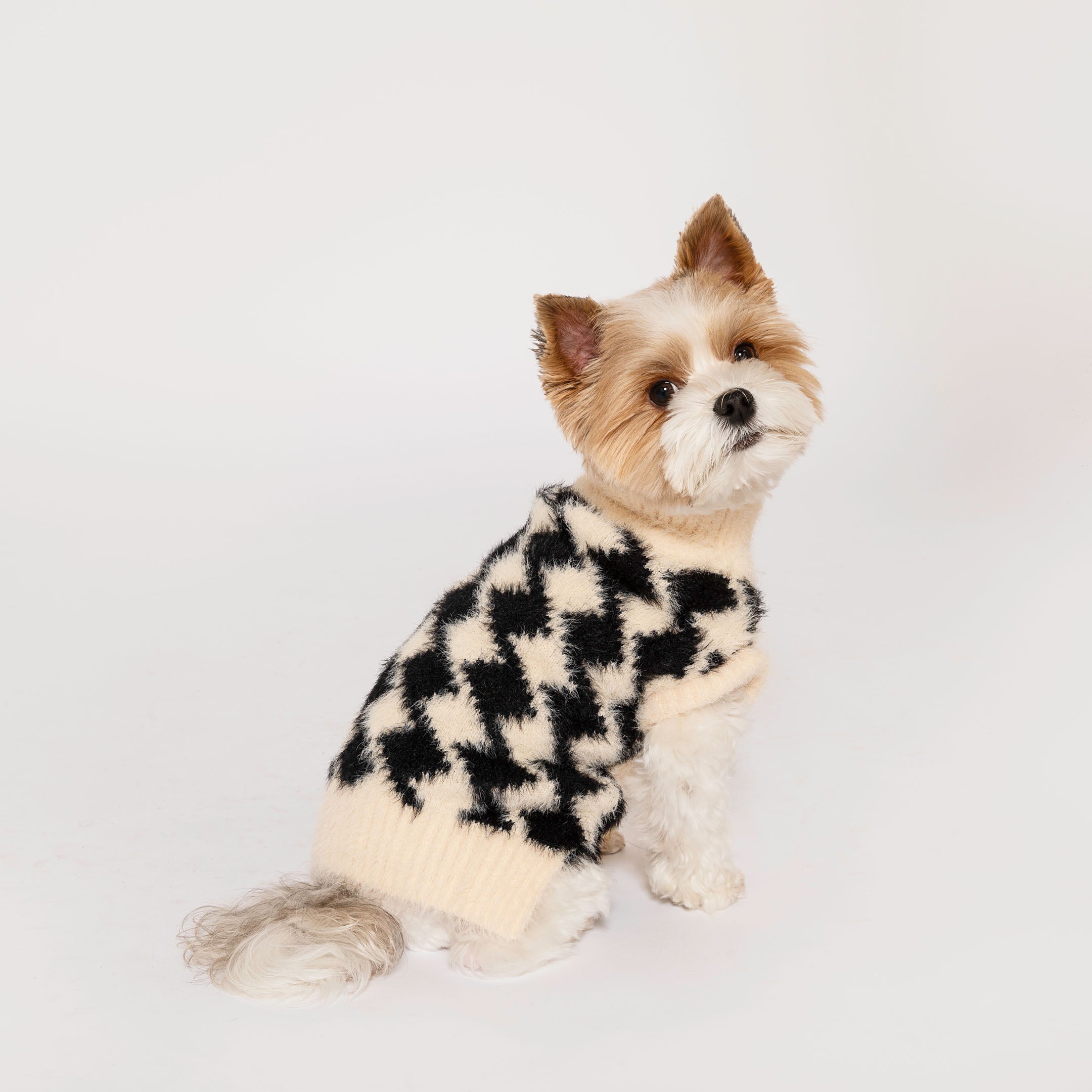 Charming Yorkshire Terrier mix in a beige and black houndstooth patterned sweater, looking attentively to the side, against a clean white background.